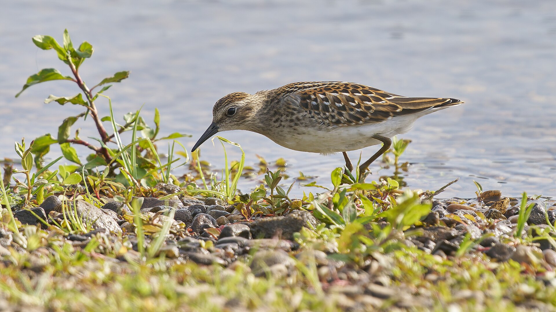 Least Sandpiper Least Sandpiper ()