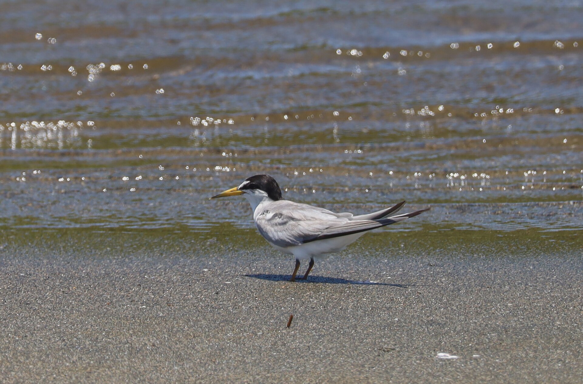 Least Tern Least Tern (Sternula antillarum)