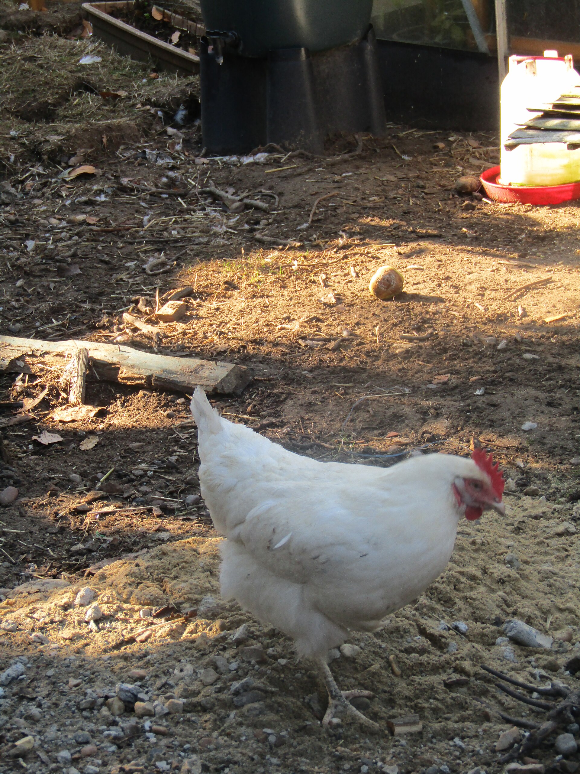 Leghorn Chicken ()