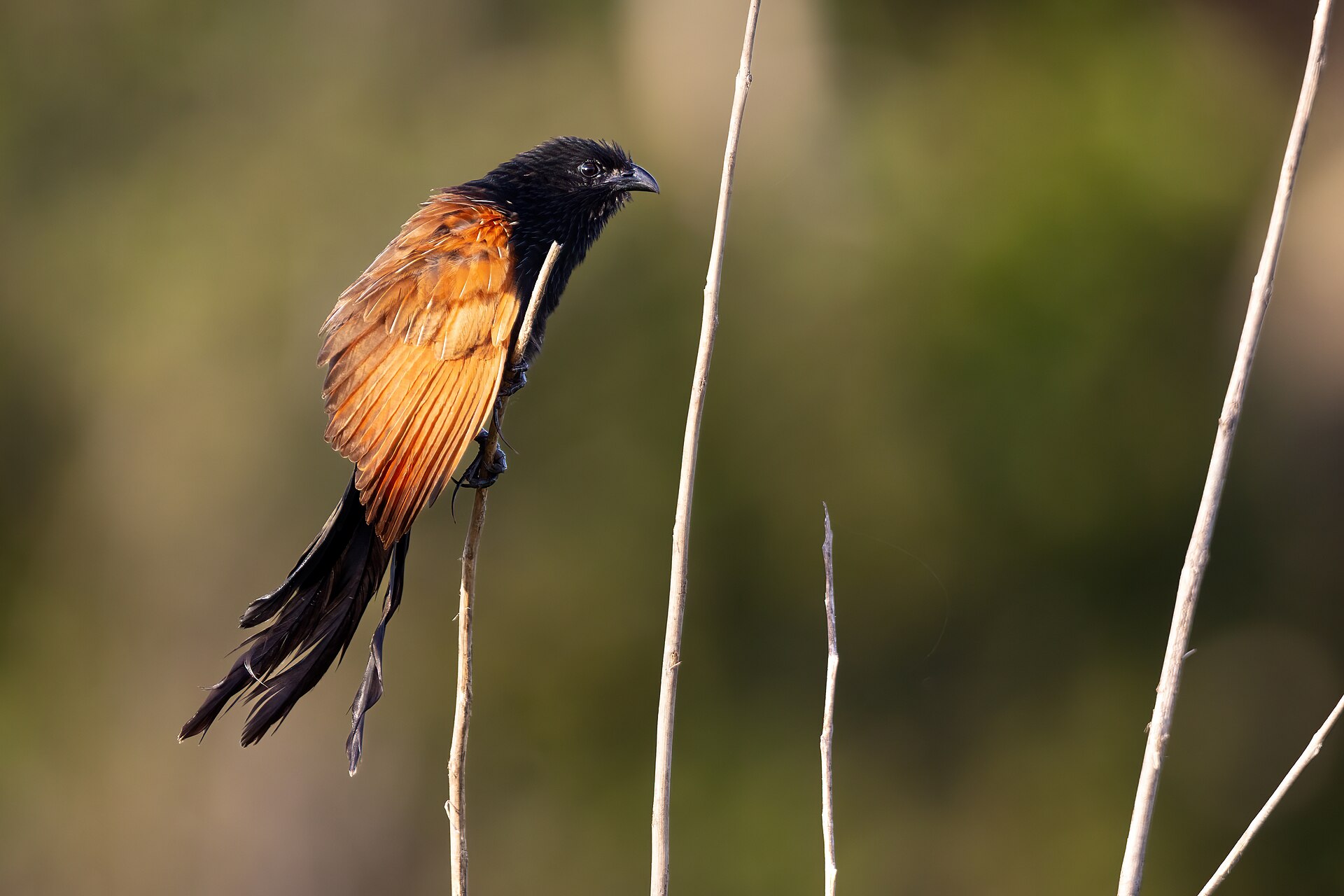 Lesser Coucal (Centropus bengalensis)