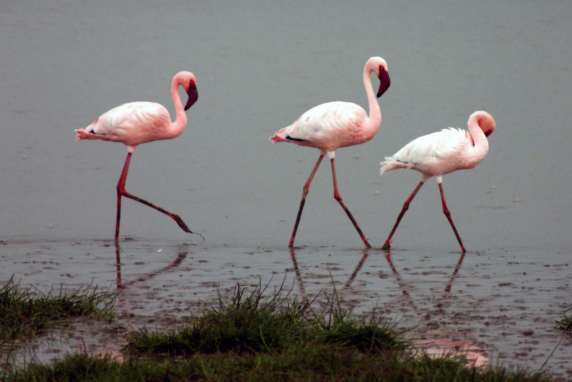 Lesser Flamingo (Phoeniconaias minor)