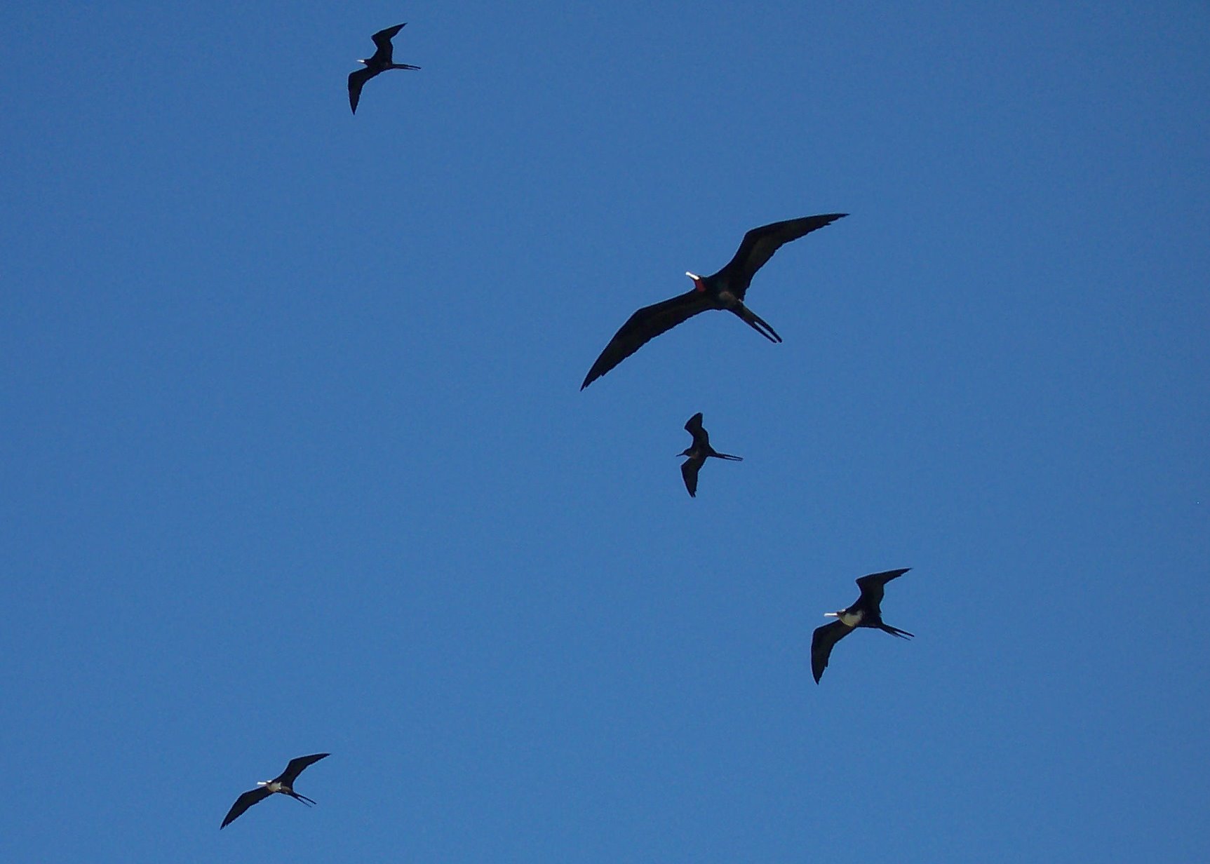 lesser frigatebird