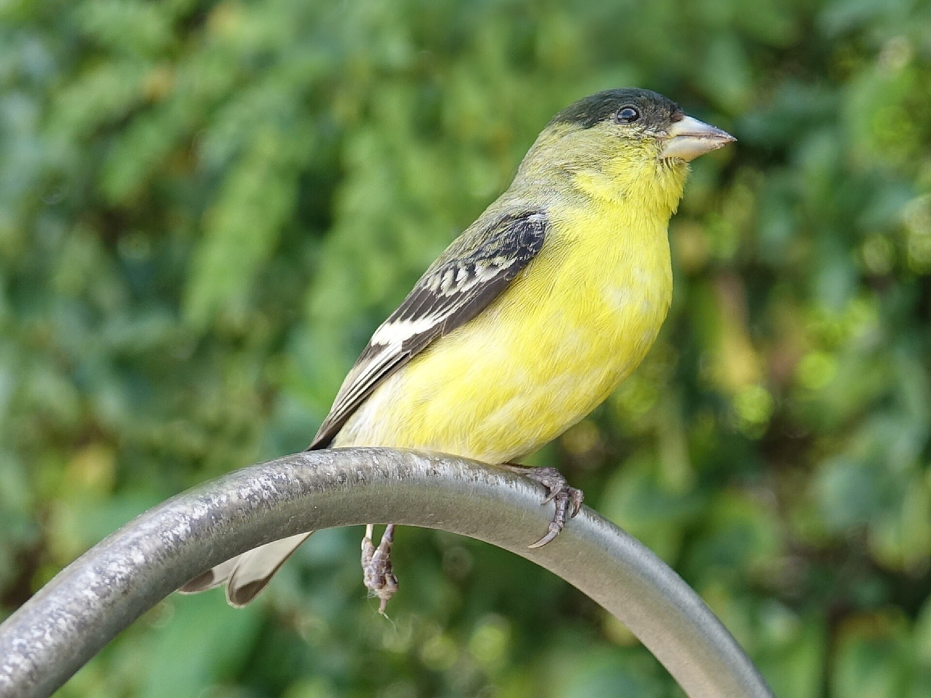 Lesser Goldfinch (Spinus psaltria)