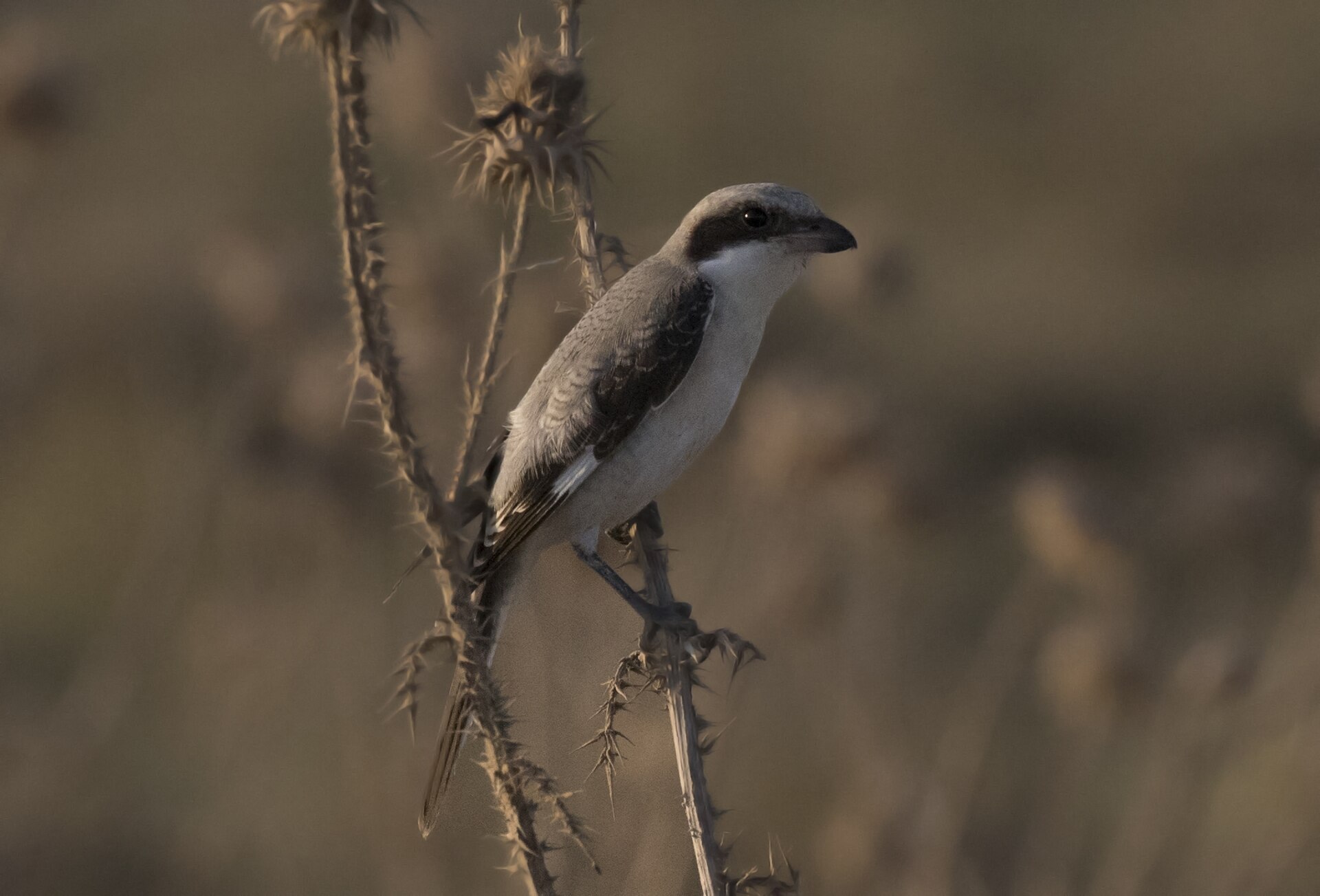 Lesser Grey Shrike ()