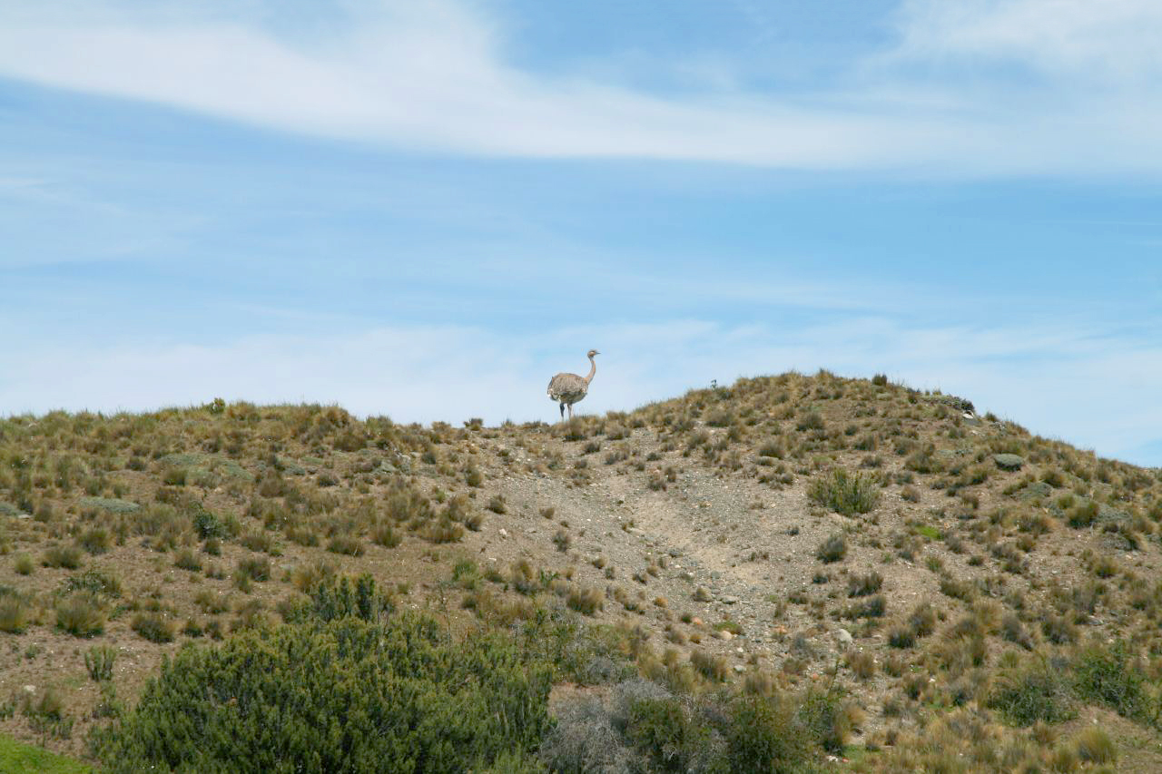 Lesser Rhea (Rhea pennata)
