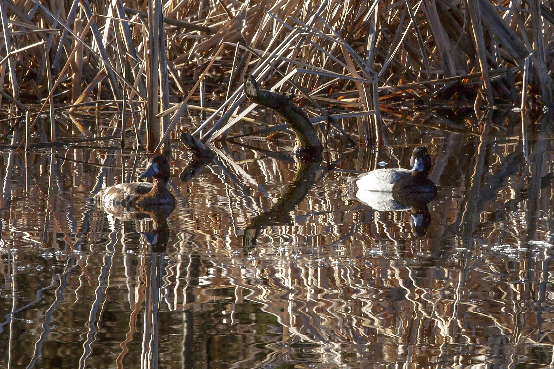 Lesser Scaup (Aythya affinis)