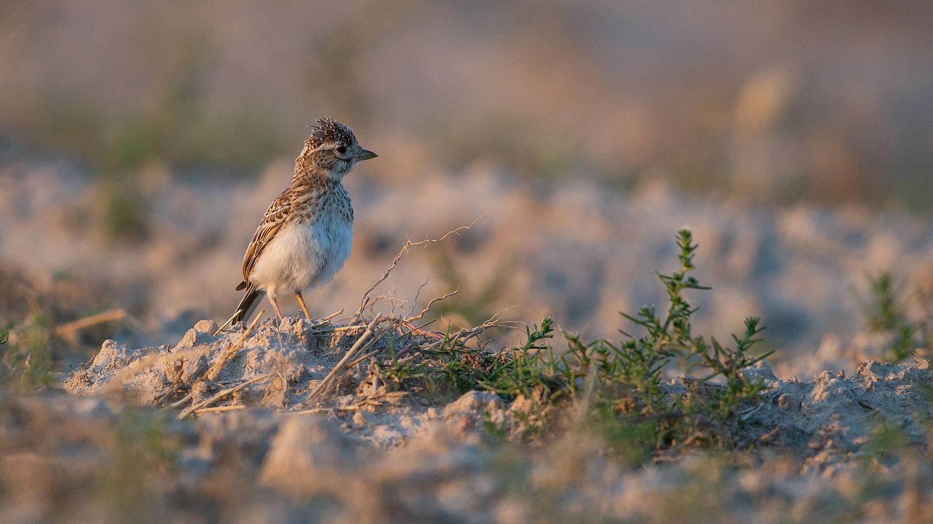 Lesser Short-toed Lark Lesser Short-toed Lark (Alaudala rufescens)