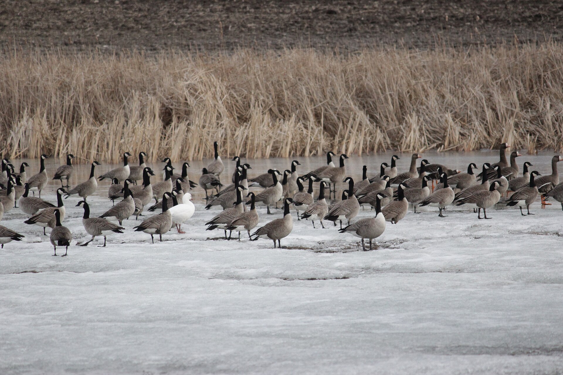 Lesser Snow Geese ()