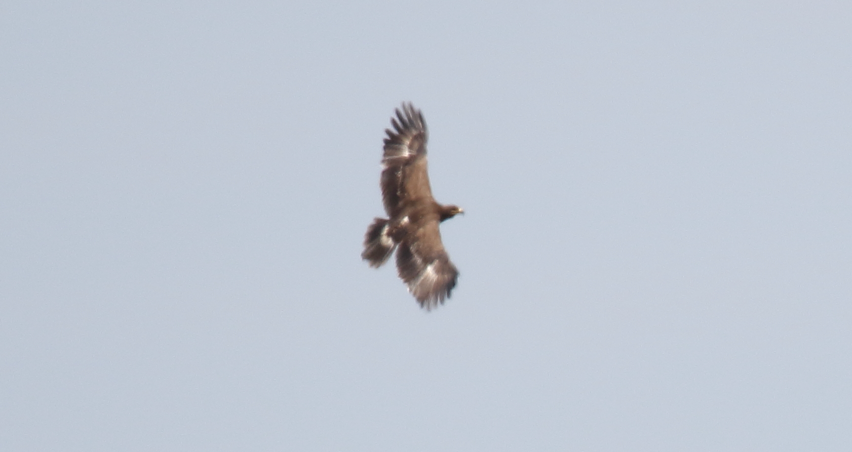 Lesser Spotted Eagle (Clanga pomarina)