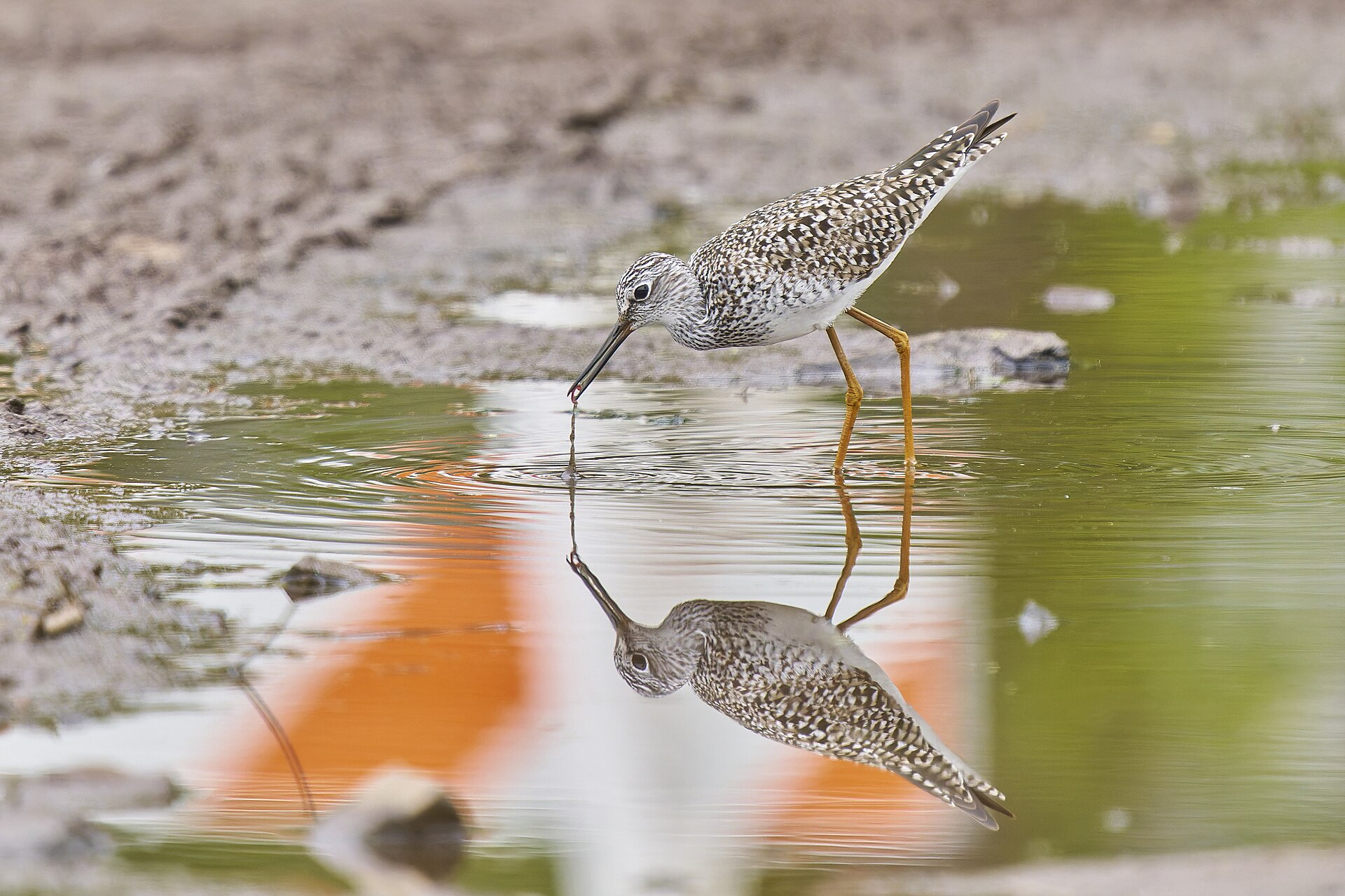 Lesser Yellowleg Lesser Yellowleg (Tringa flavipes)