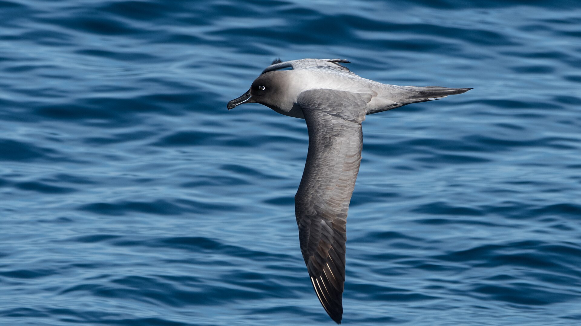 Light-mantled Albatross Light-mantled Albatross ()