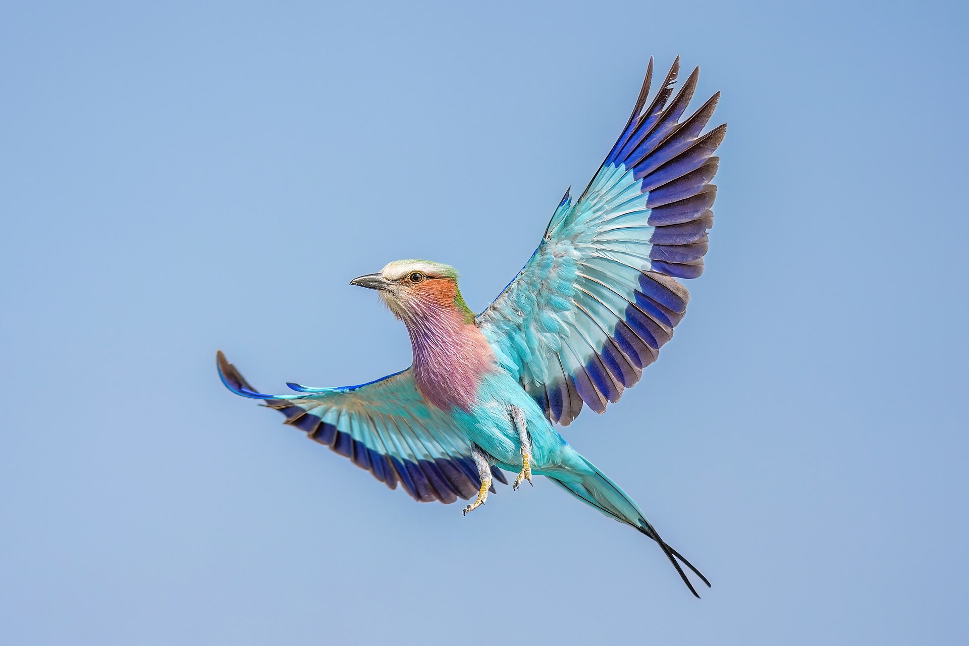 Lilac-breasted Roller (Coracias caudata)