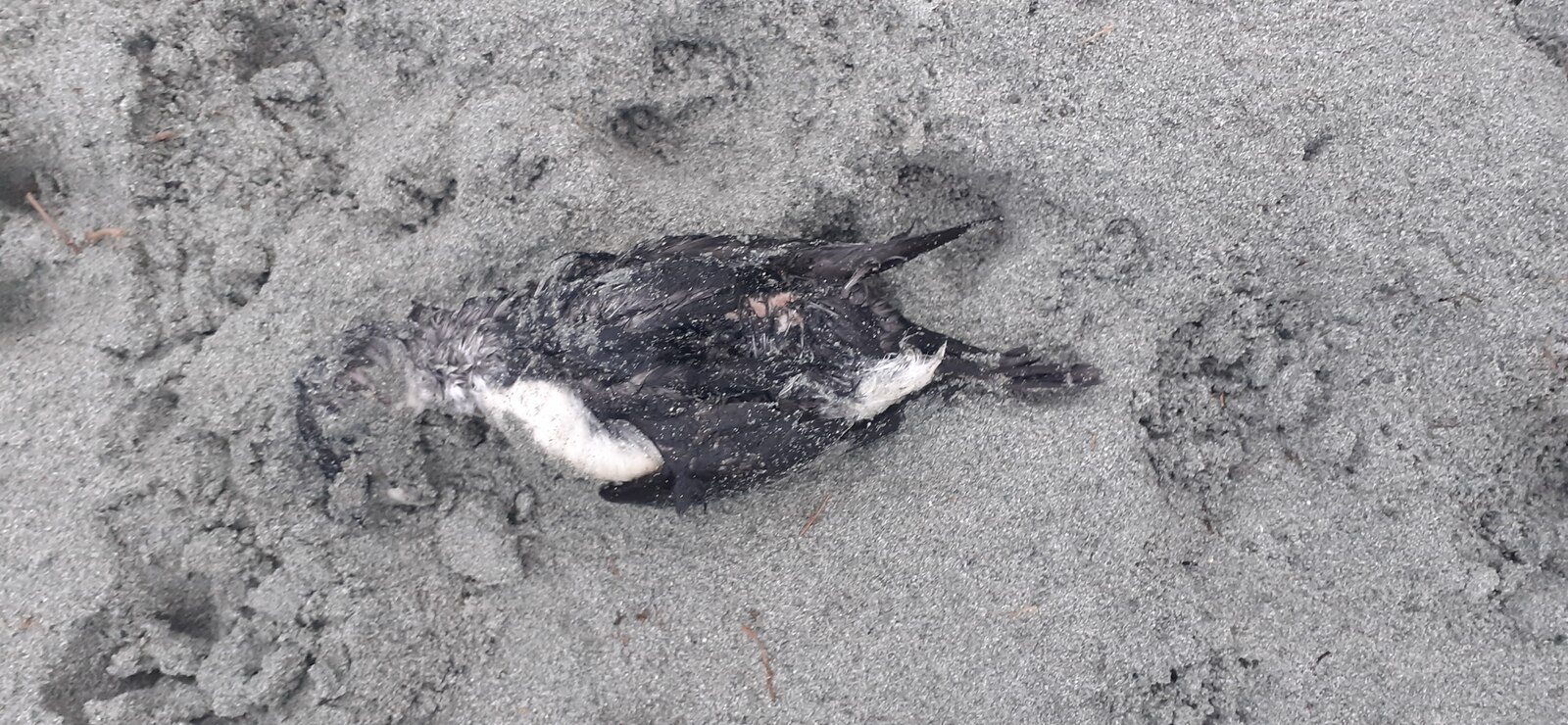 little auk