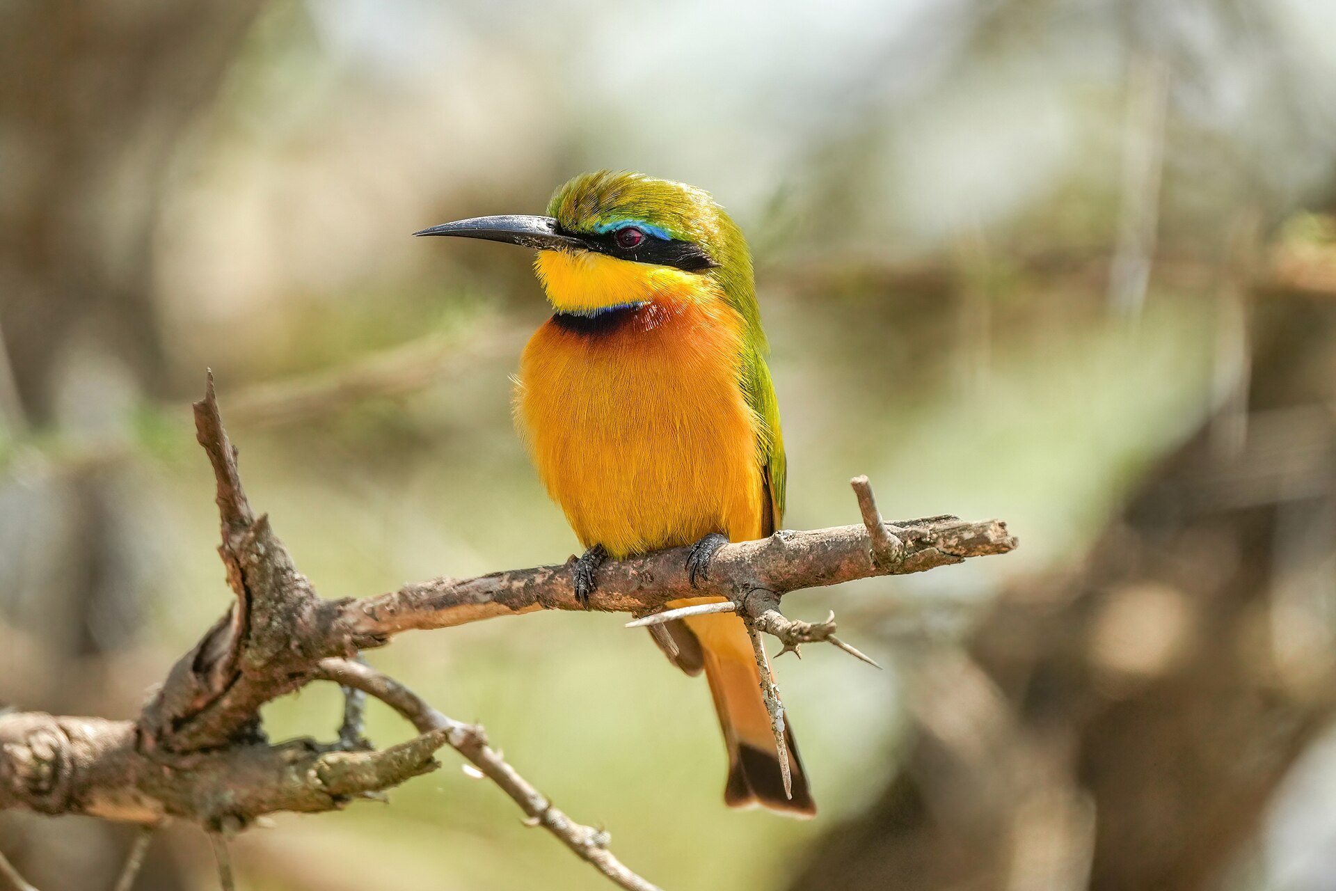 Little Bee-Eater ()