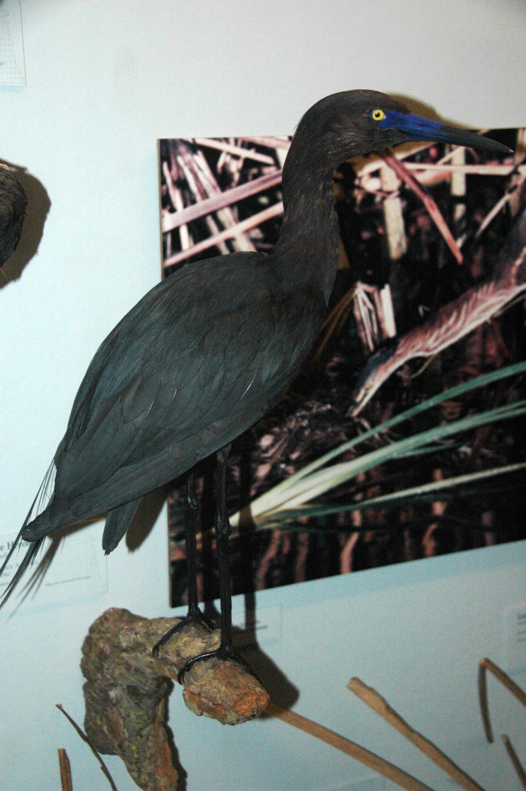 little blue heron diet scaled