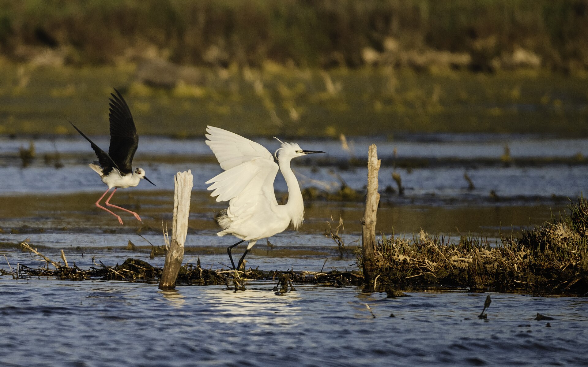 Little Egret Little Egret (Egretta garzetta)