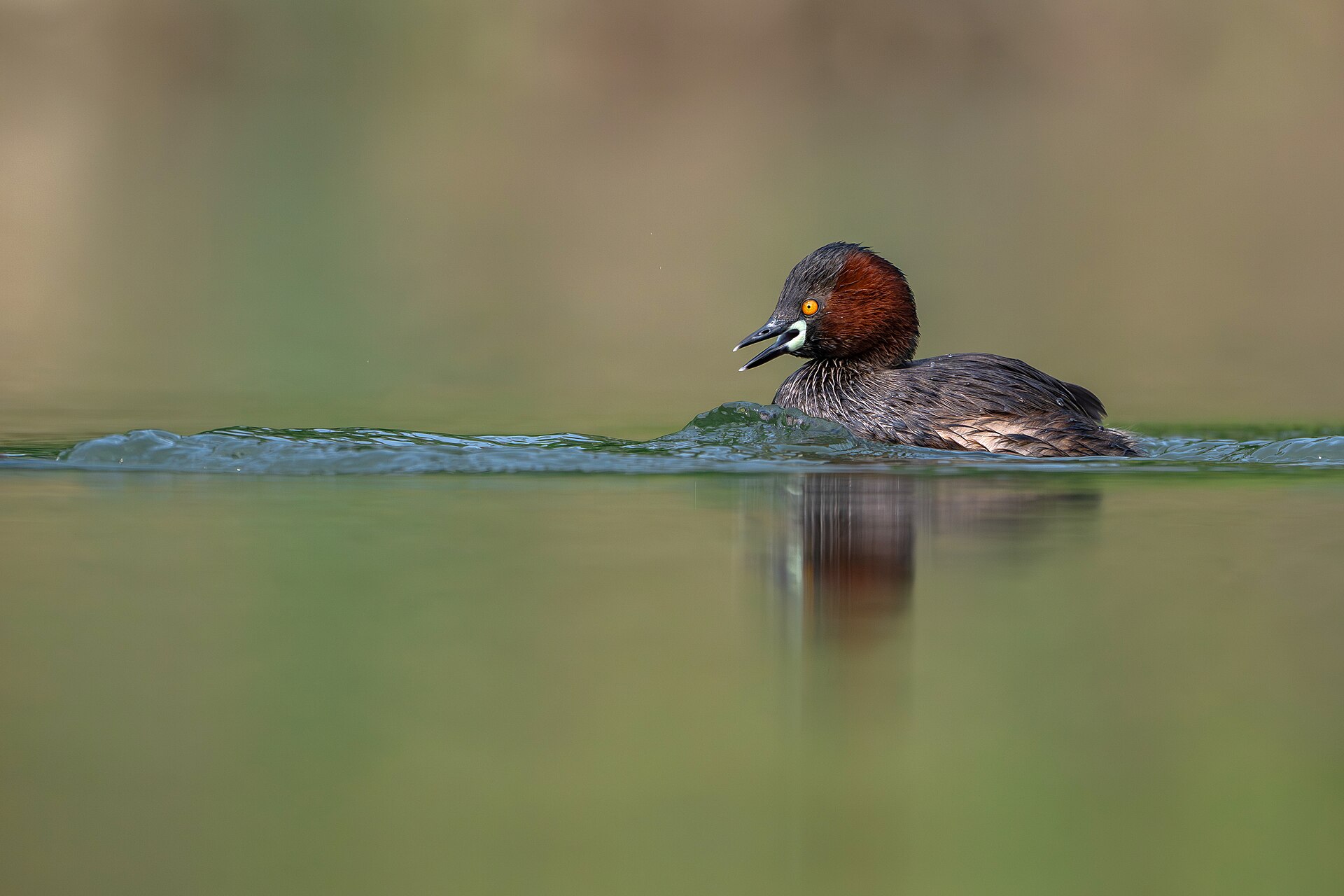 little grebe