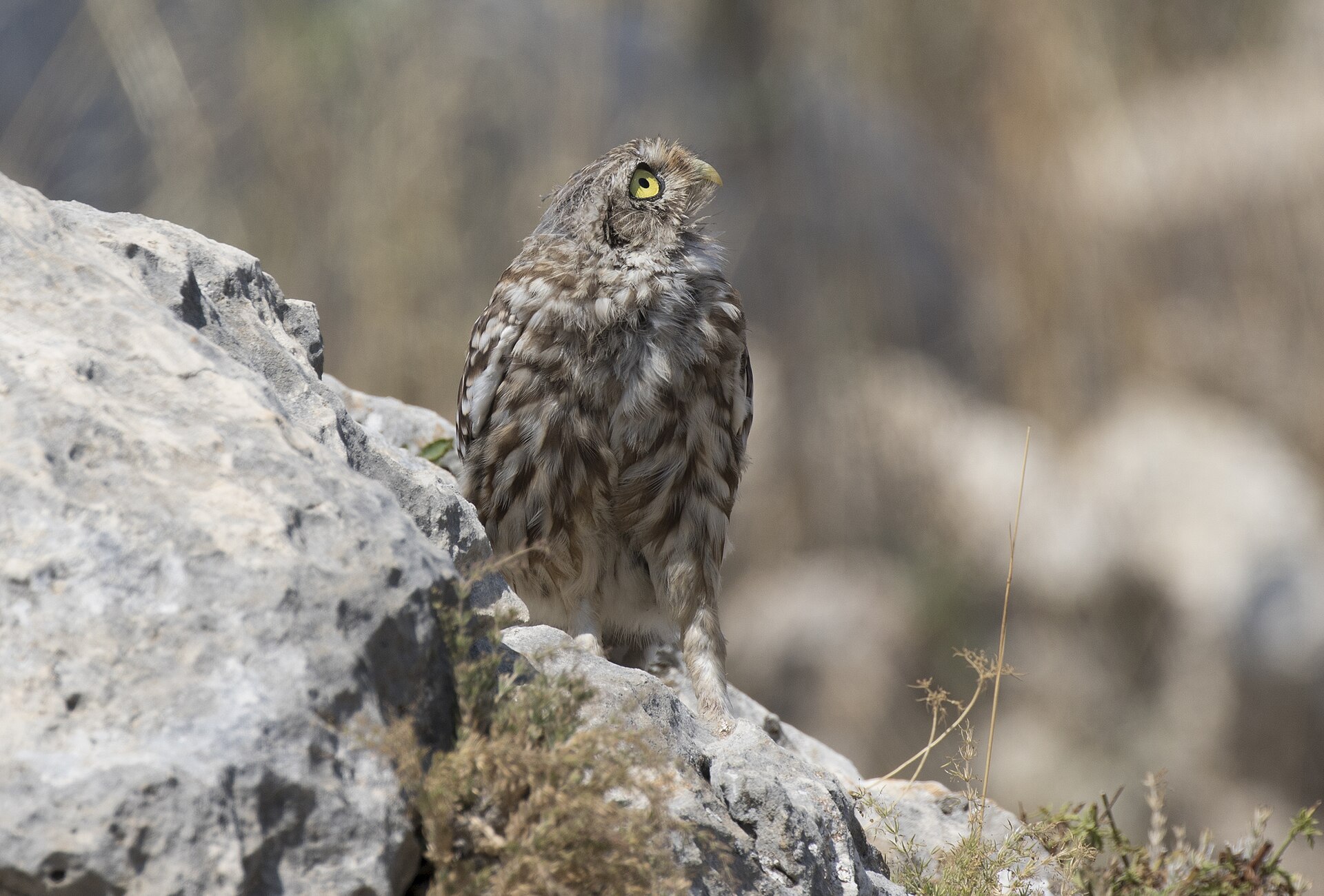 Little Owl (Athene noctua)