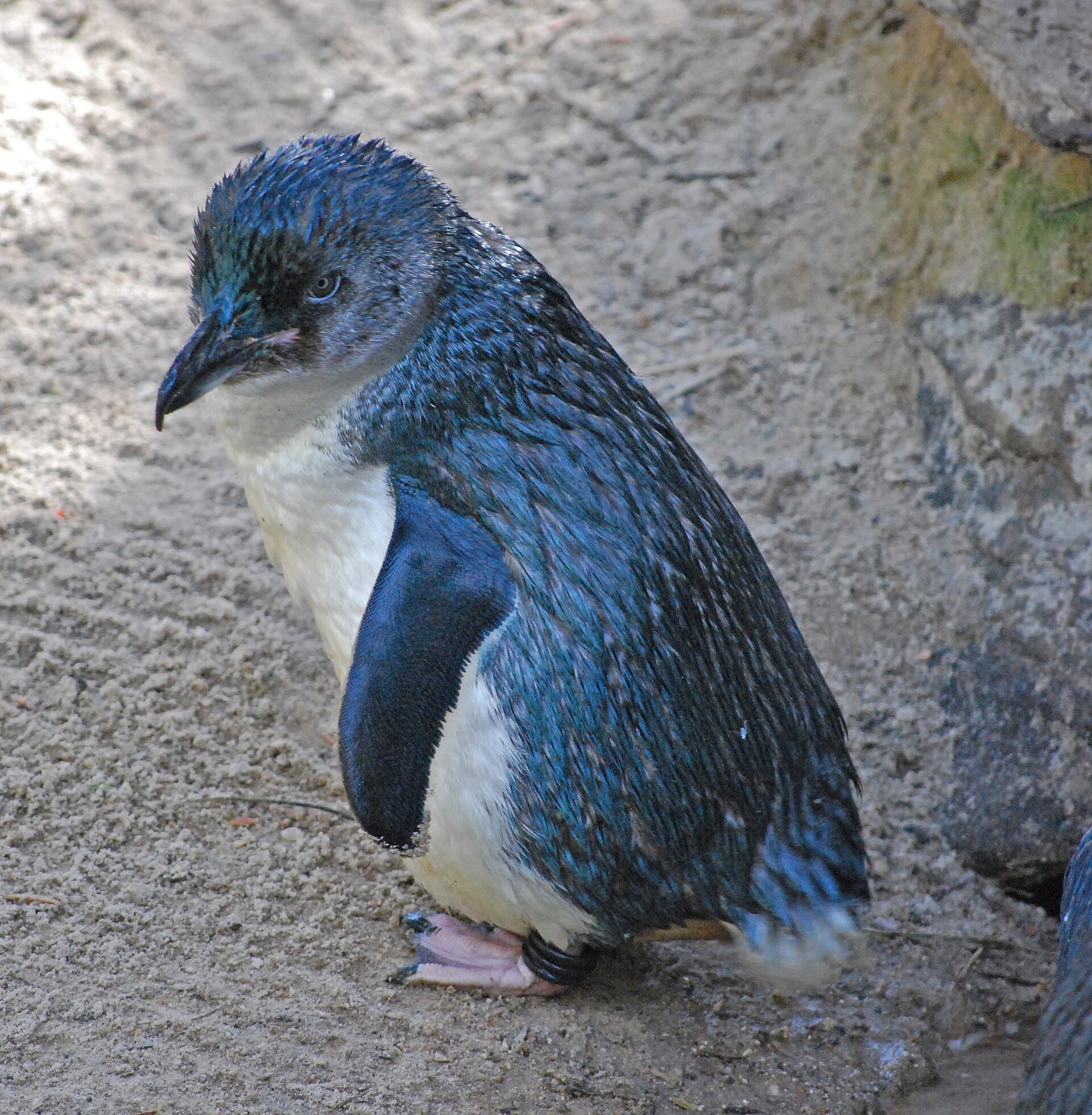 little penguin