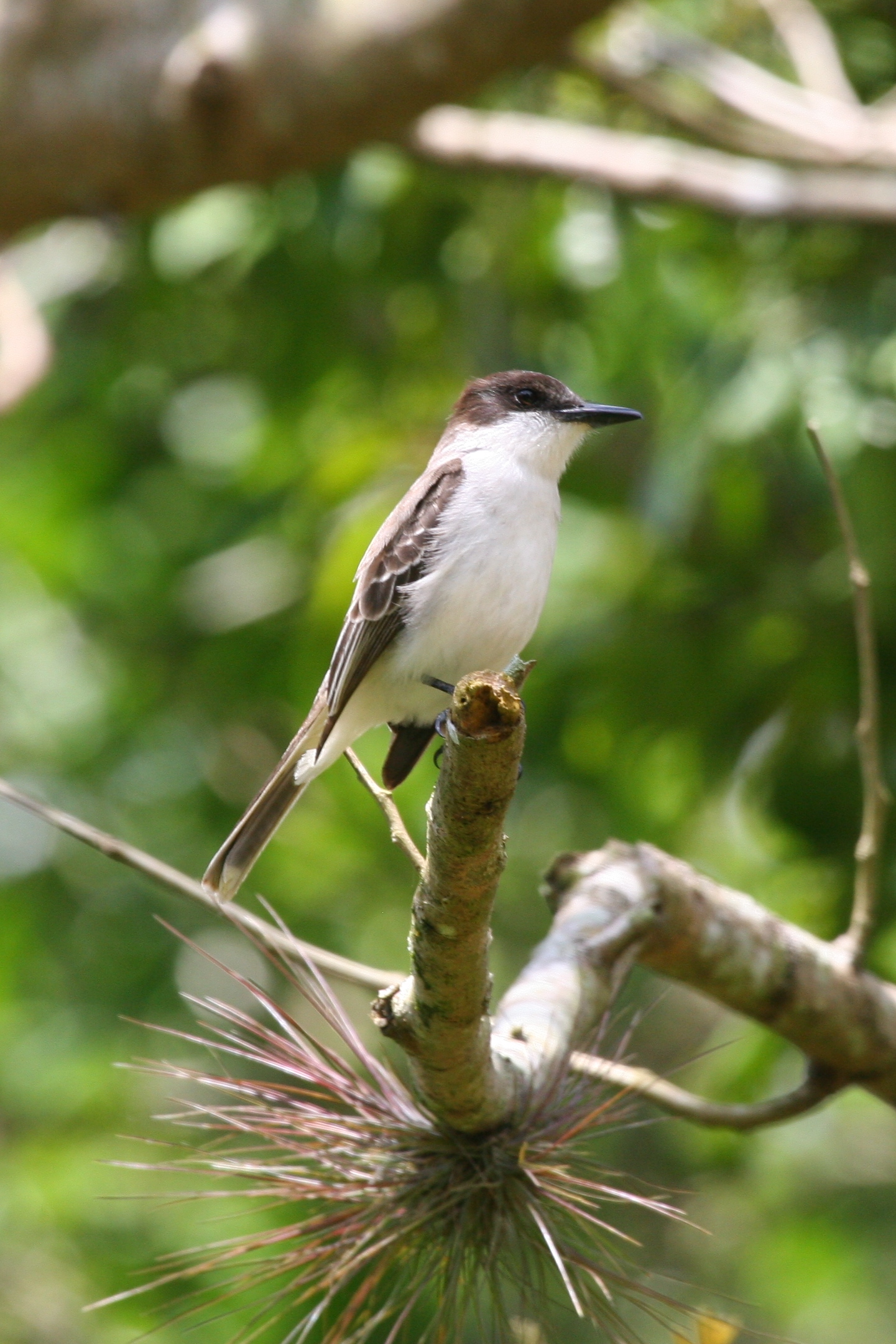 Loggerhead Kingbird Loggerhead Kingbird (Tyrannus caudifasciatus)