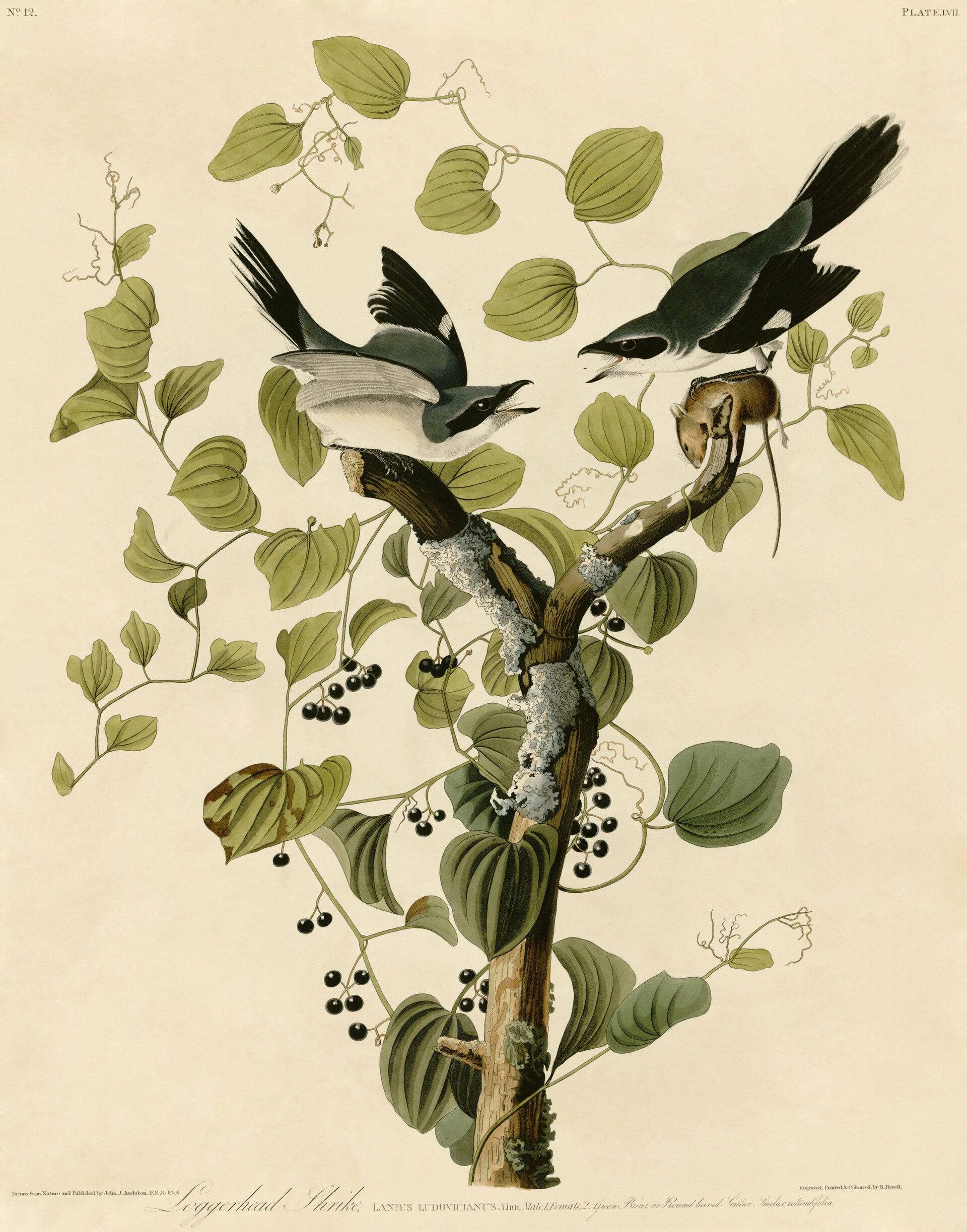 Loggerhead Shrike ()