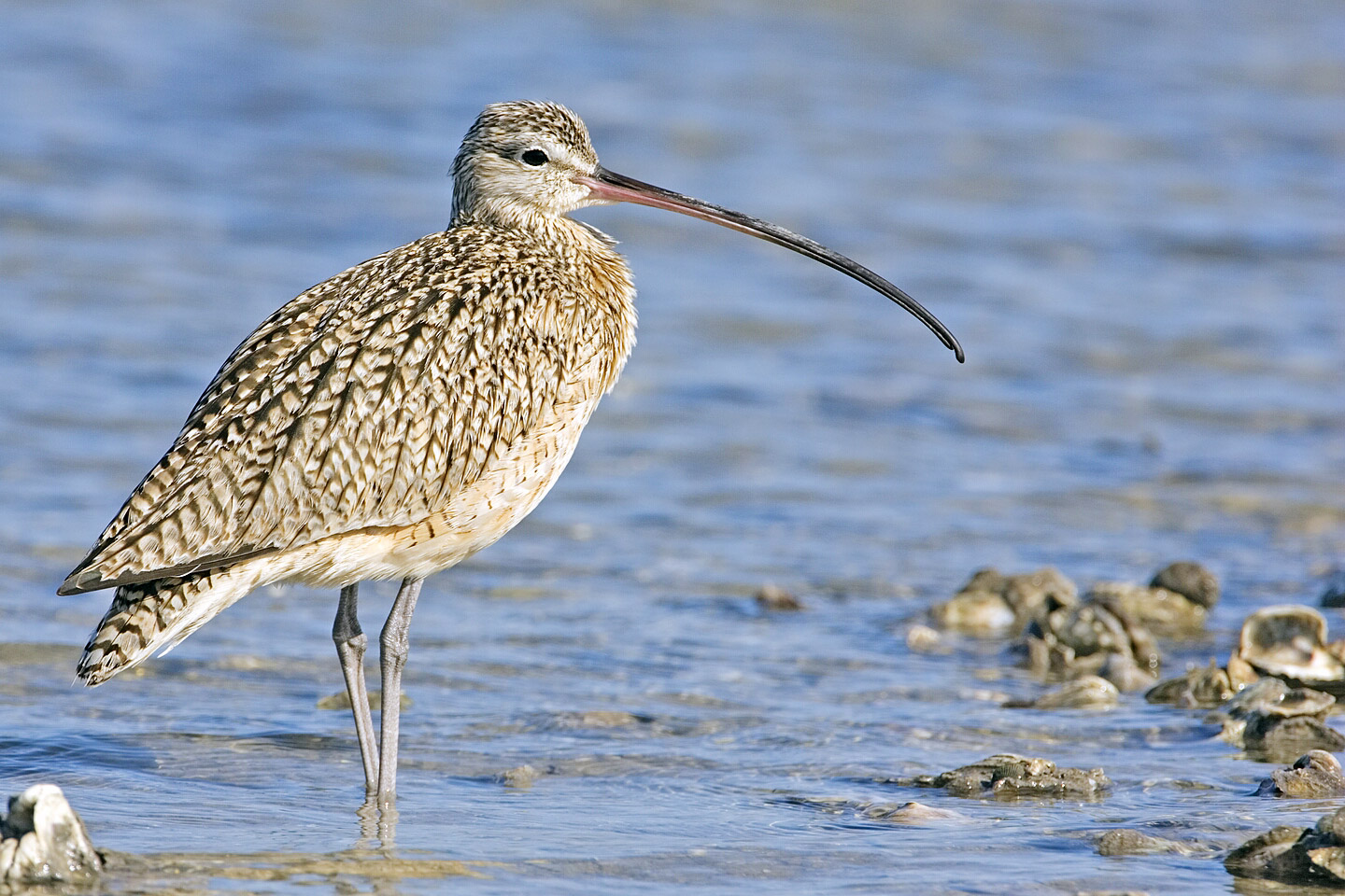 long billed curlew 1