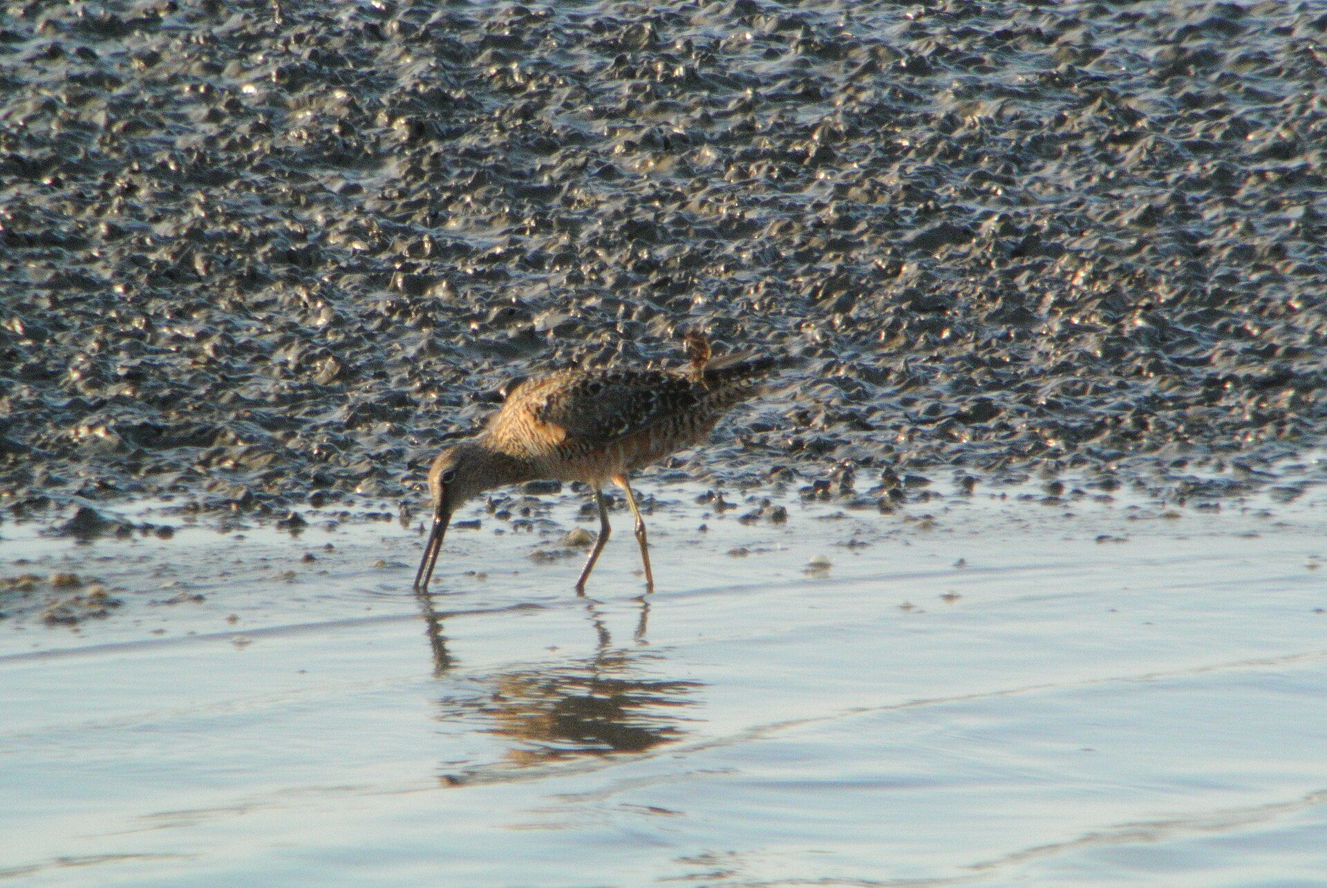 Long-Billed Dowitcher Long-Billed Dowitcher (Limnodromus scolopaceus)