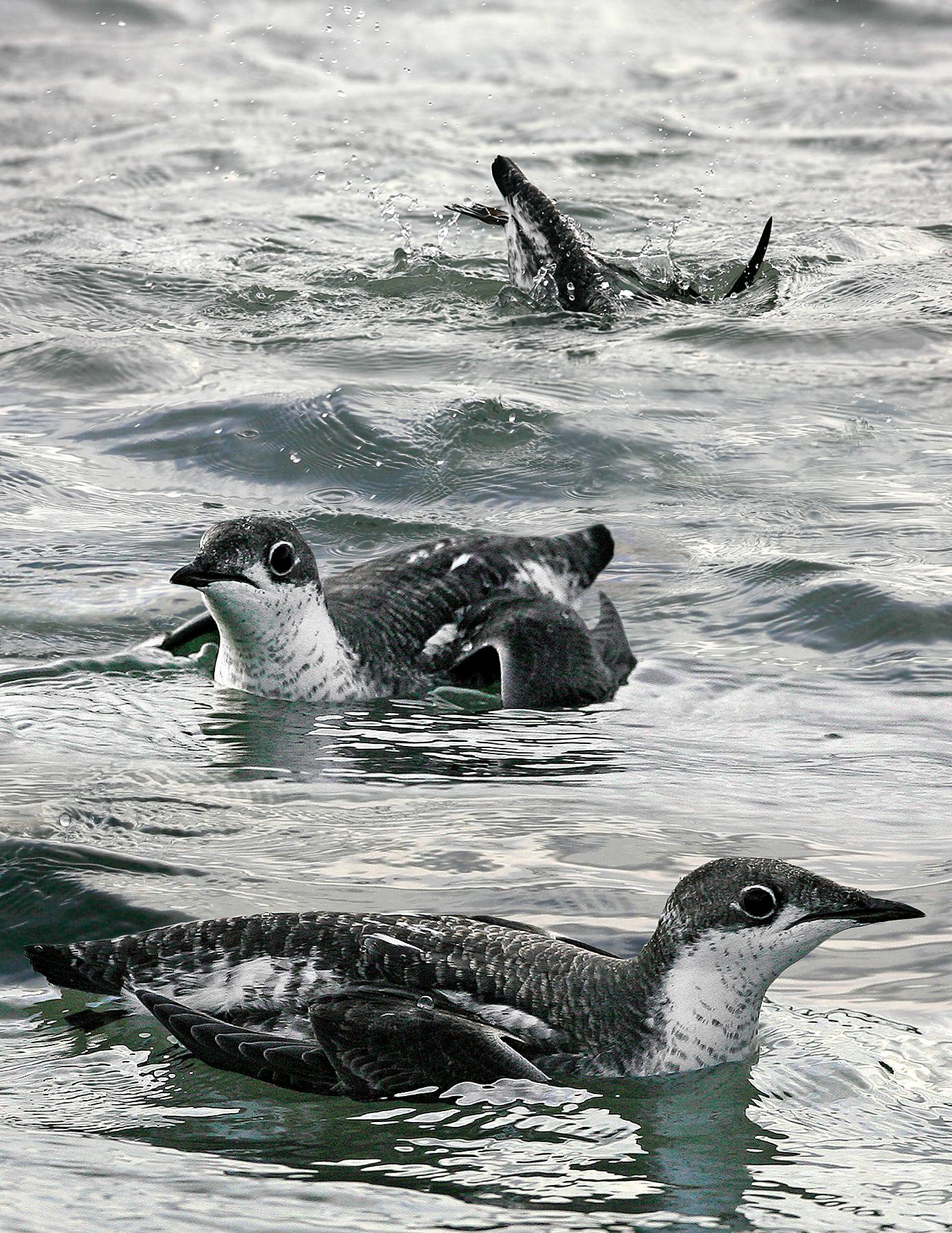 Long-Billed Murrelet ()