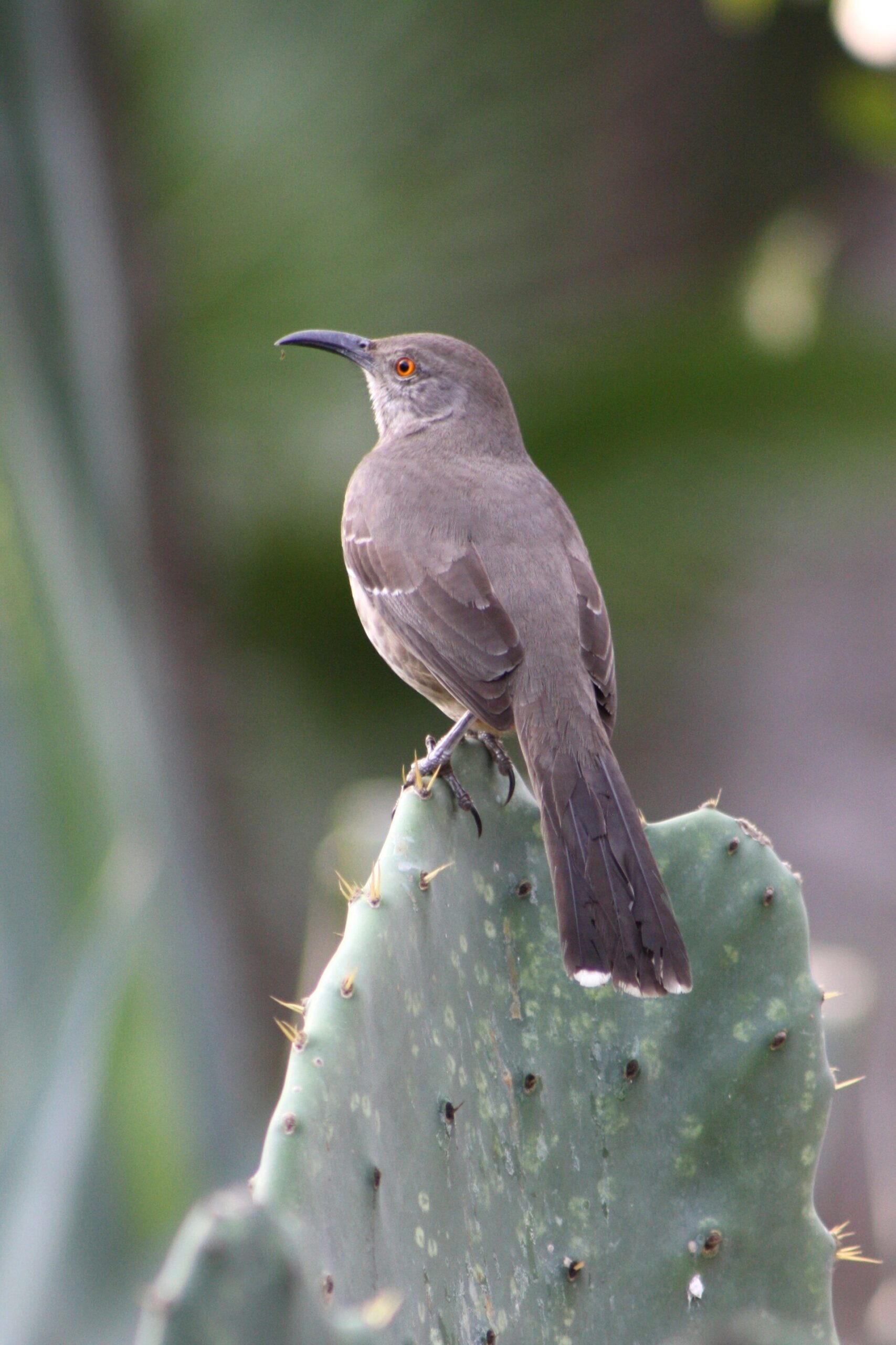 Long-billed Thrasher Long-billed Thrasher ()