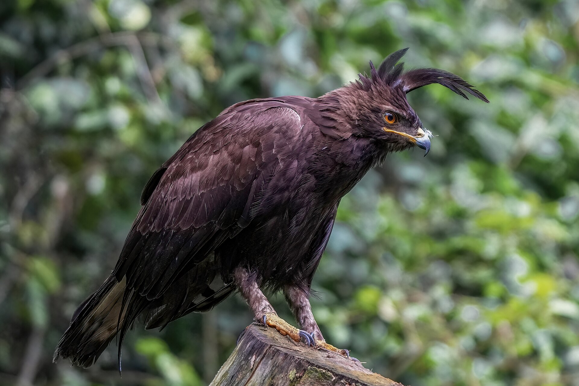 Long-crested Eagle (Lophaetus occipitalis)