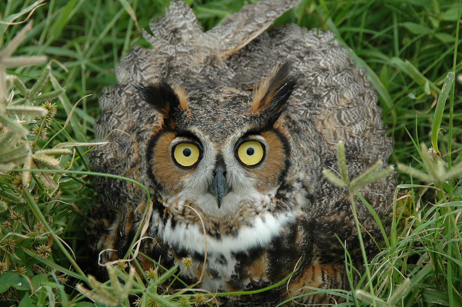 long eared owl