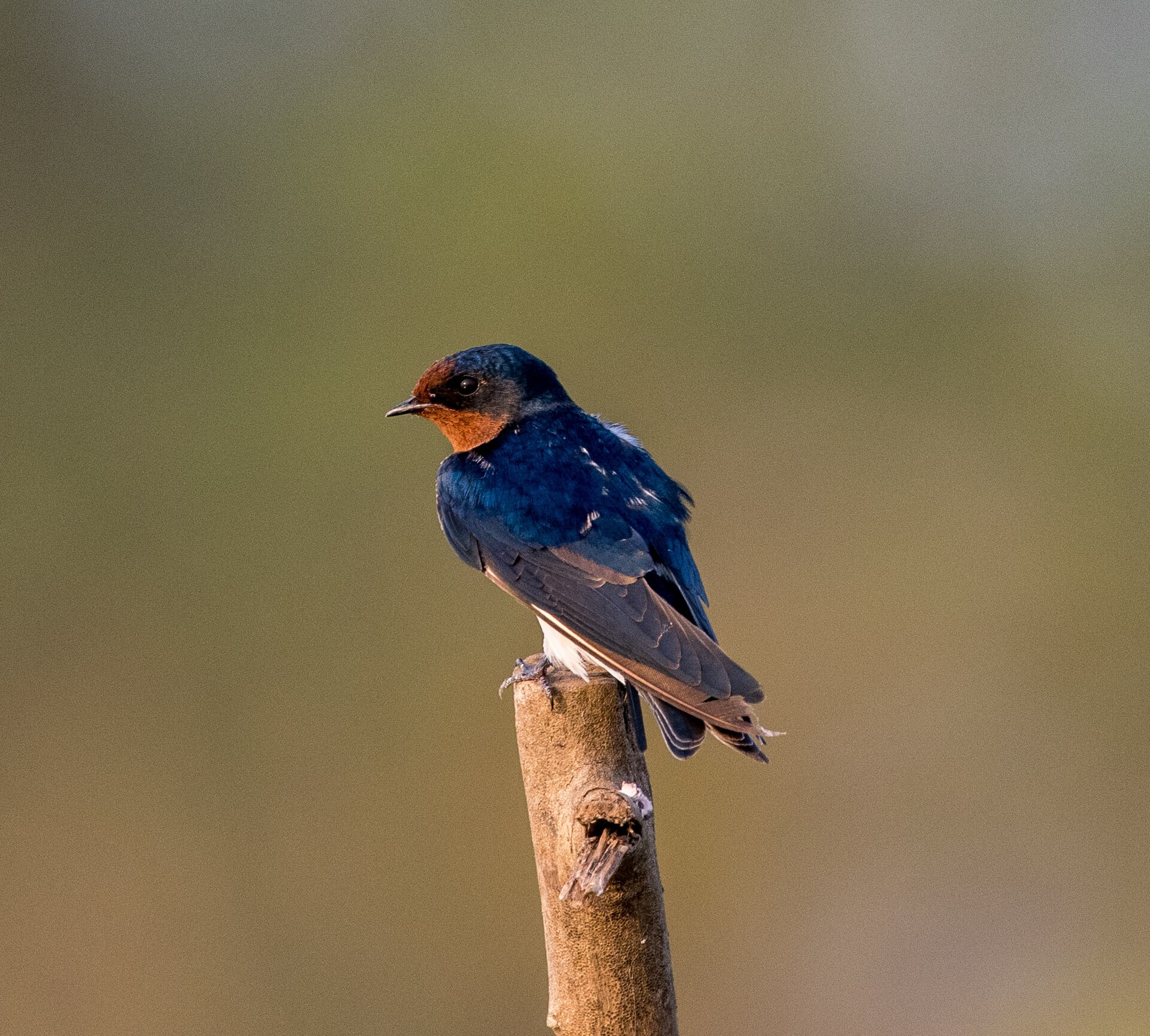 Long Tail Barn Swallow ()