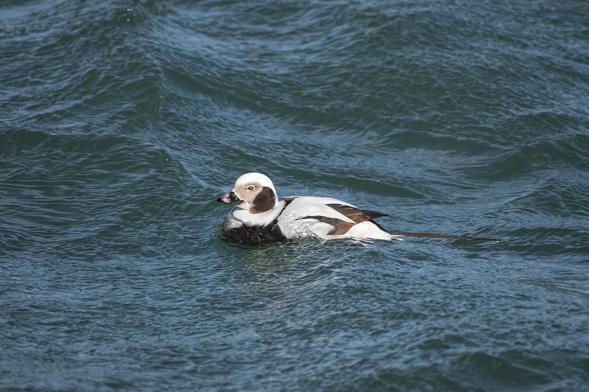 Long-tailed Duck Long-tailed Duck (Clangula hyemalis)