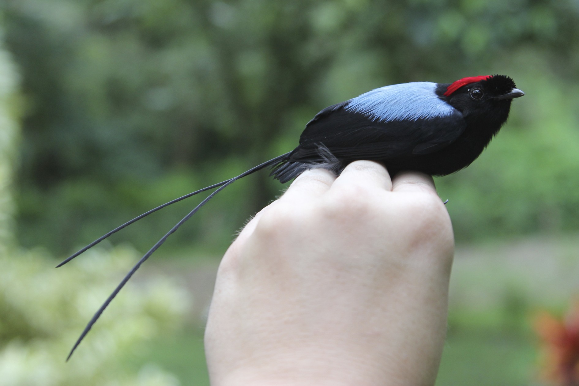 Long-tailed Manakin (Chiroxiphia linearis)