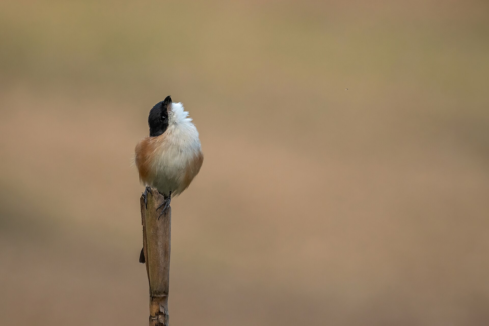 Long-tailed Shrike (Lanius schach)