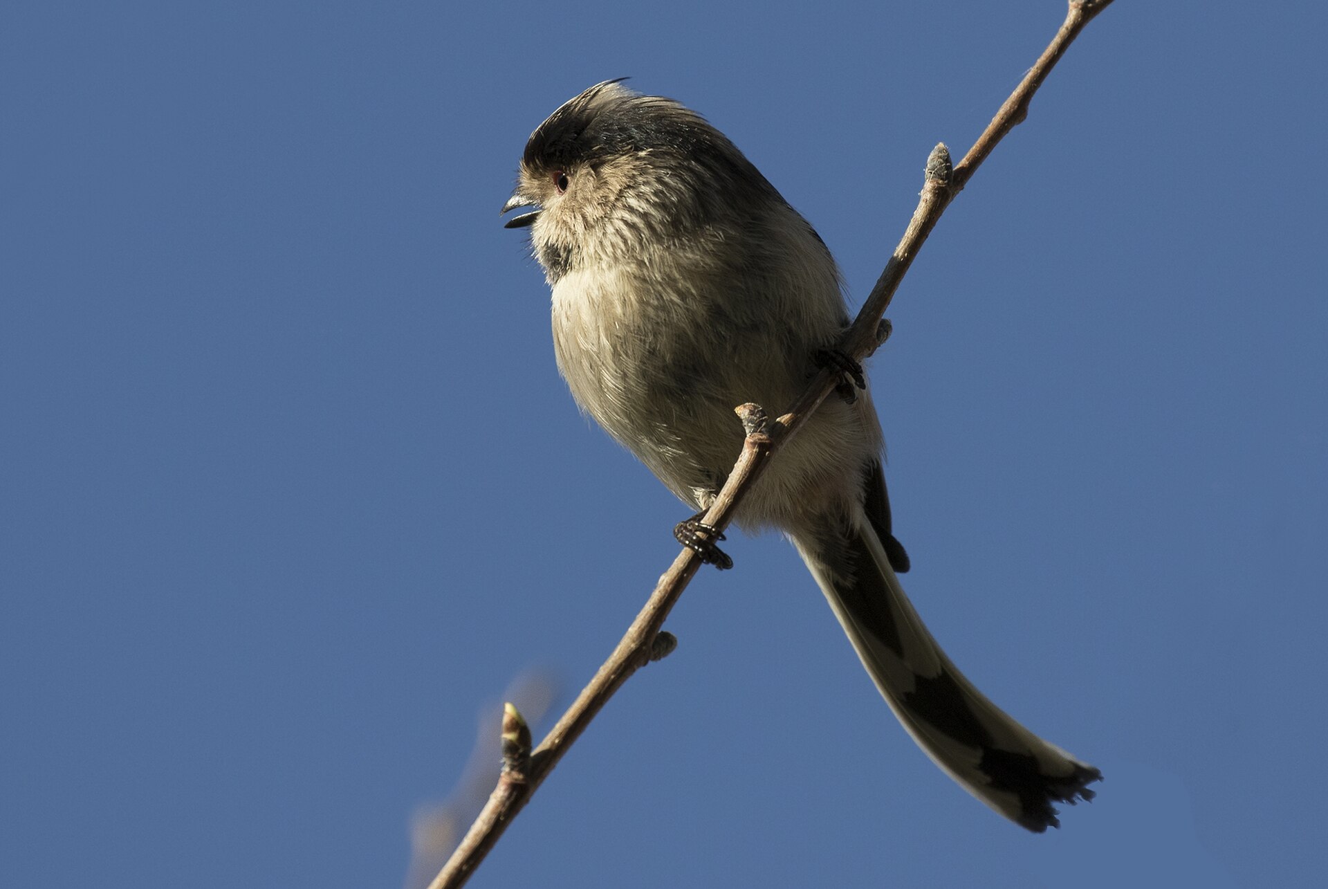 Long Tailed Tit Long Tailed Tit (Aegithalos caudatus)
