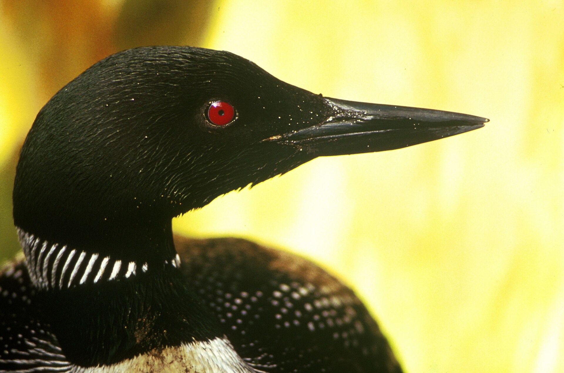Loon ()