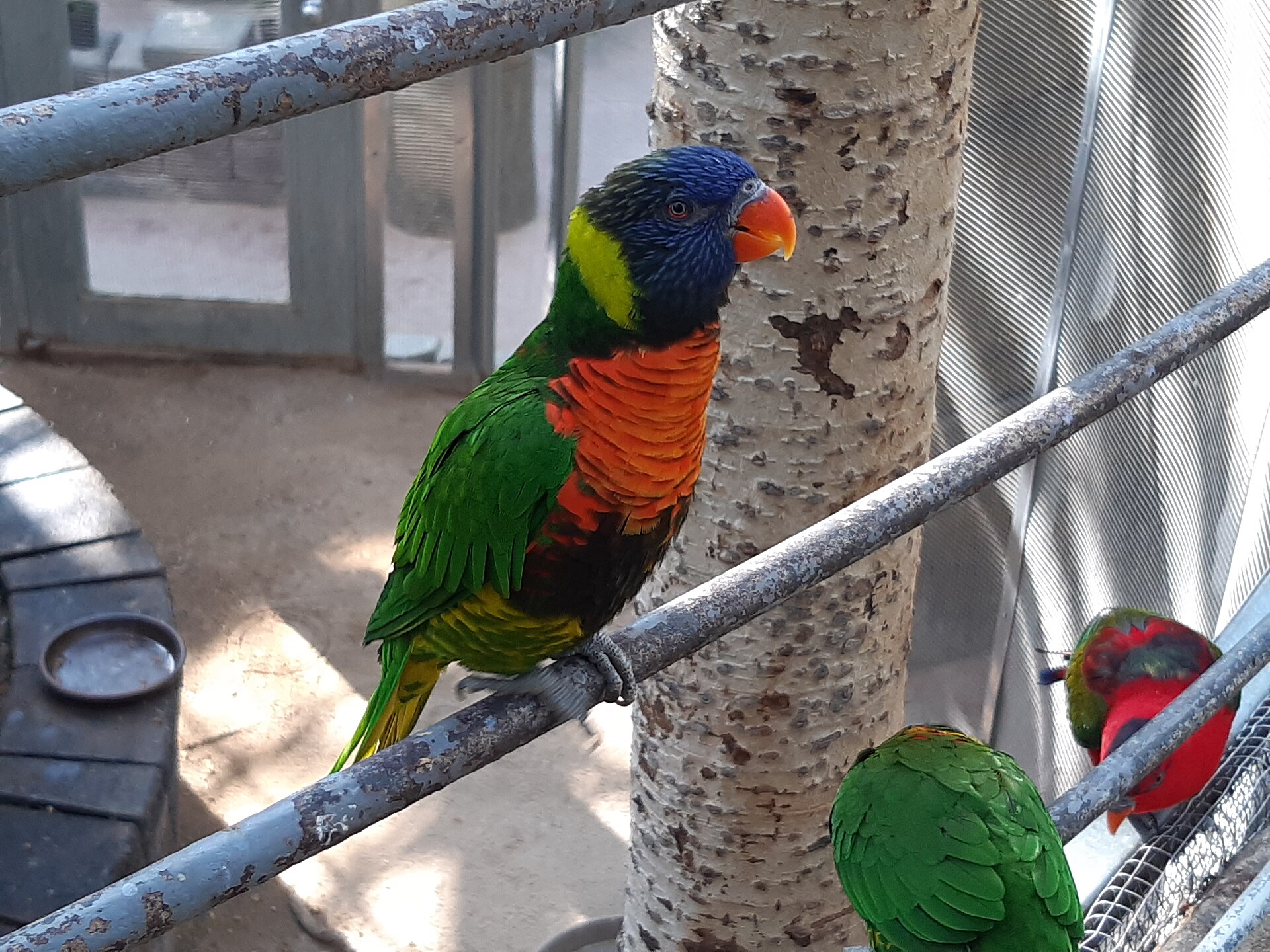 Lorikeet Lorikeet ()