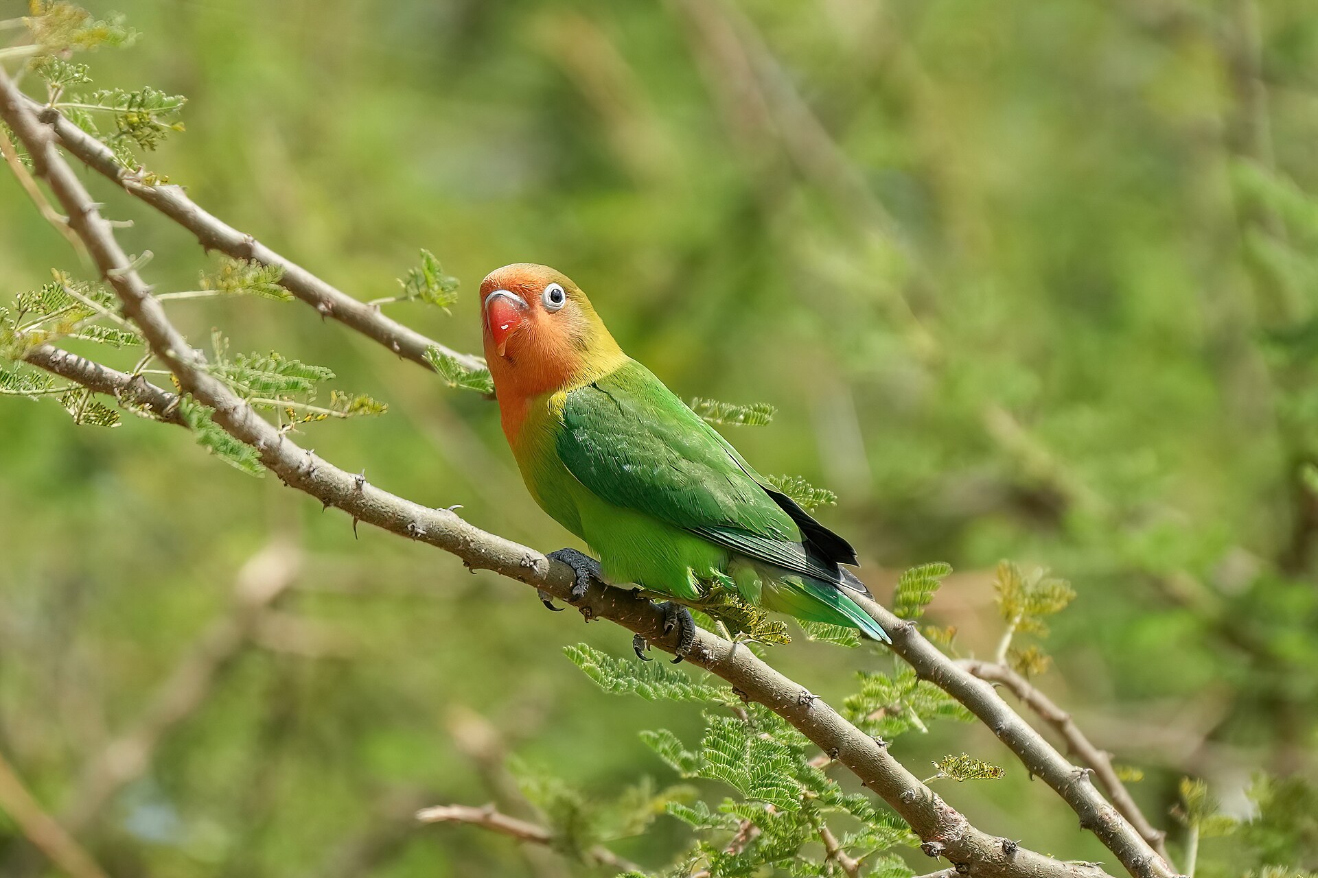 Lovebird (Agapornis lilianae)