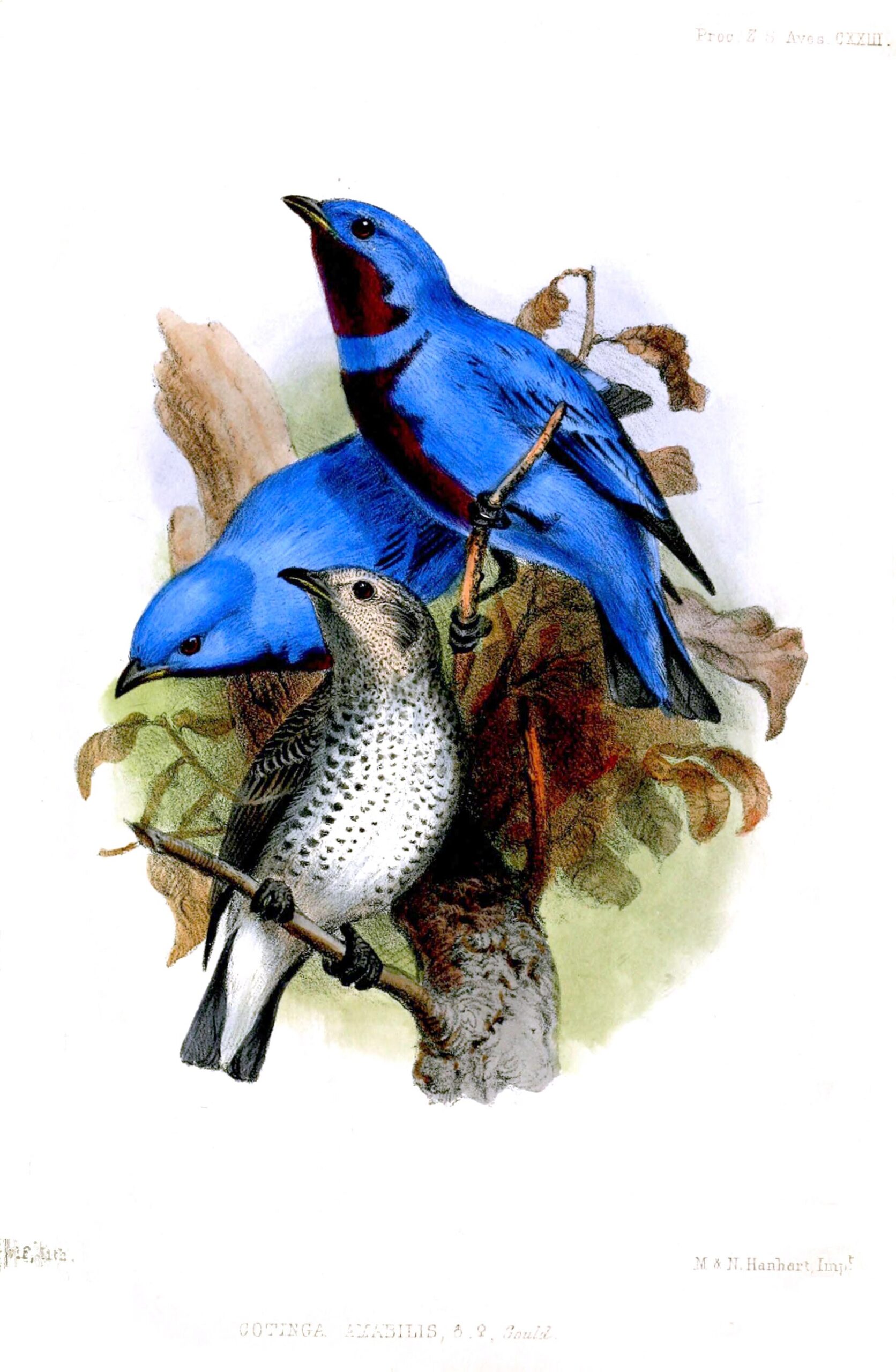 Lovely Cotinga Lovely Cotinga ()