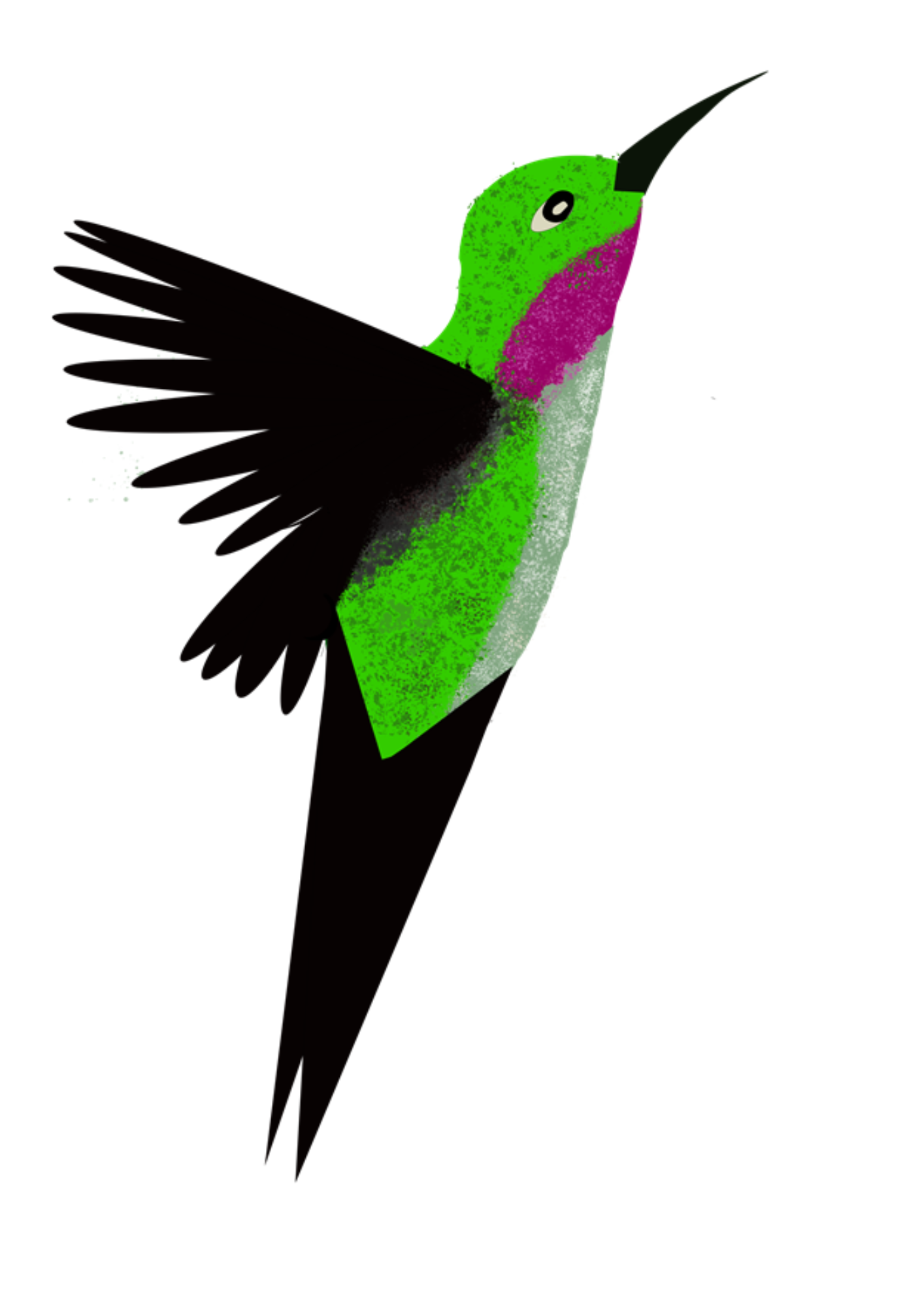 Lucifer Hummingbird ()