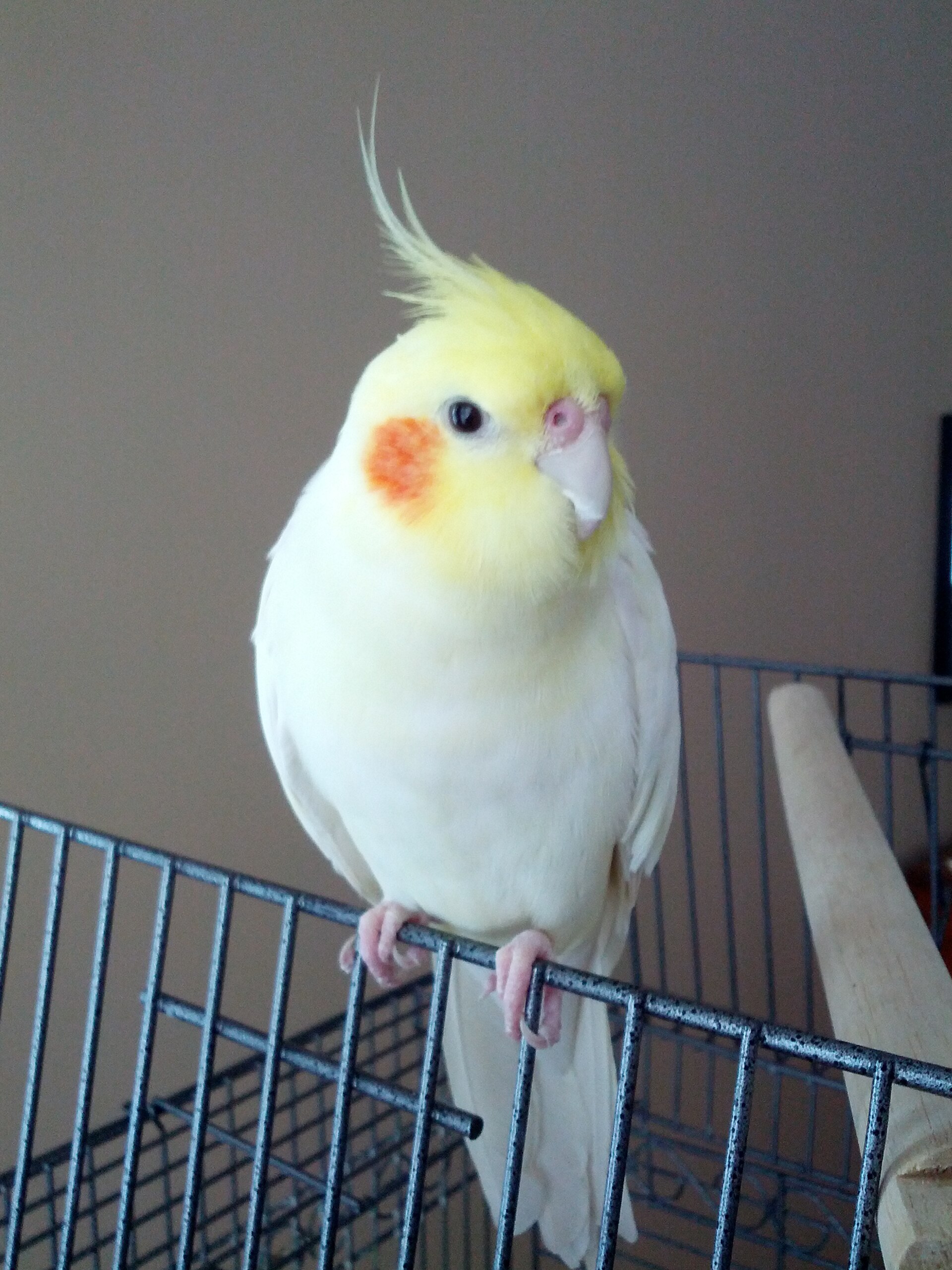 Lutino Cockatiel Lutino Cockatiel ()