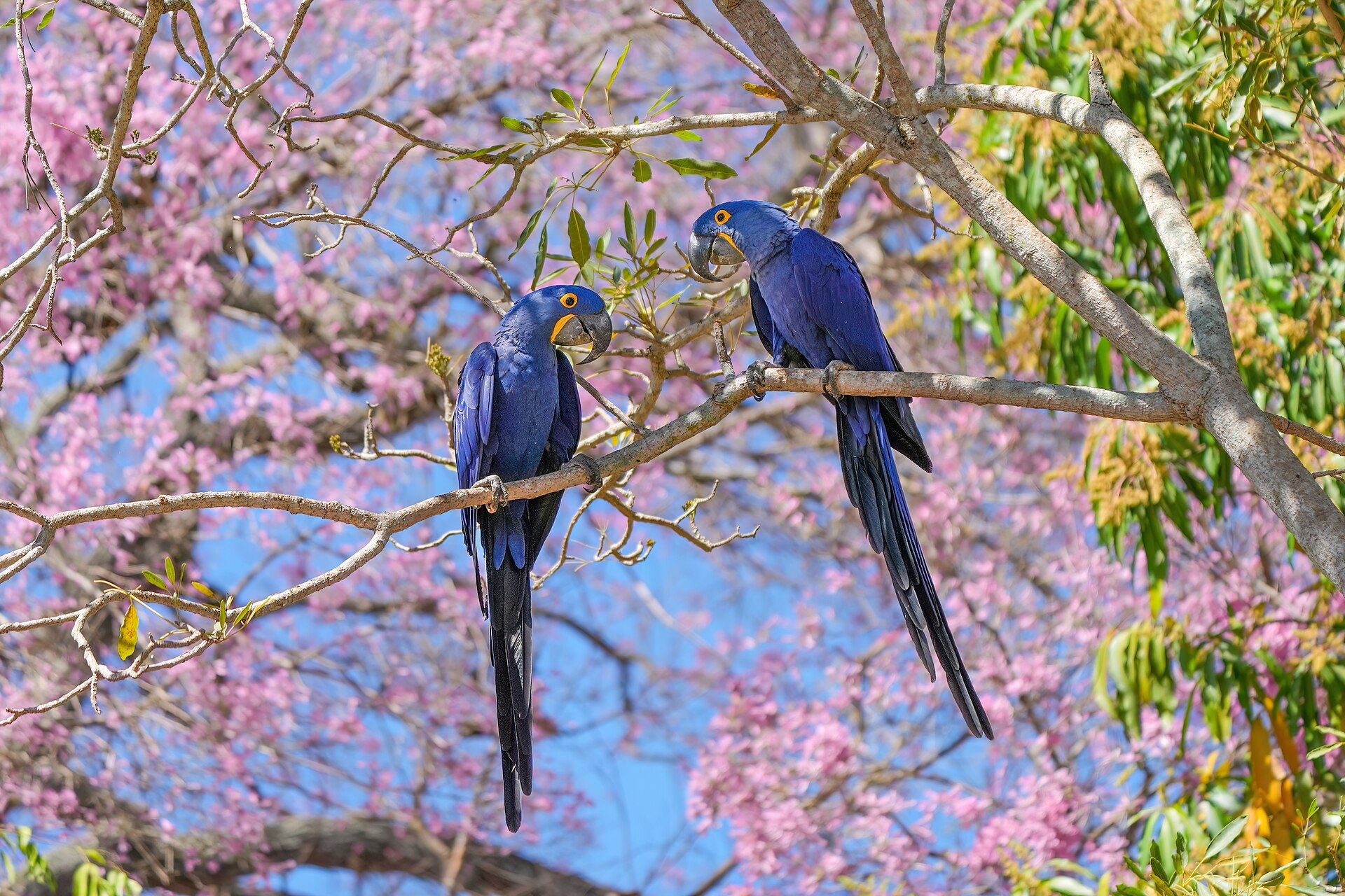 Macaw (Anodorhynchus hyacinthinus)