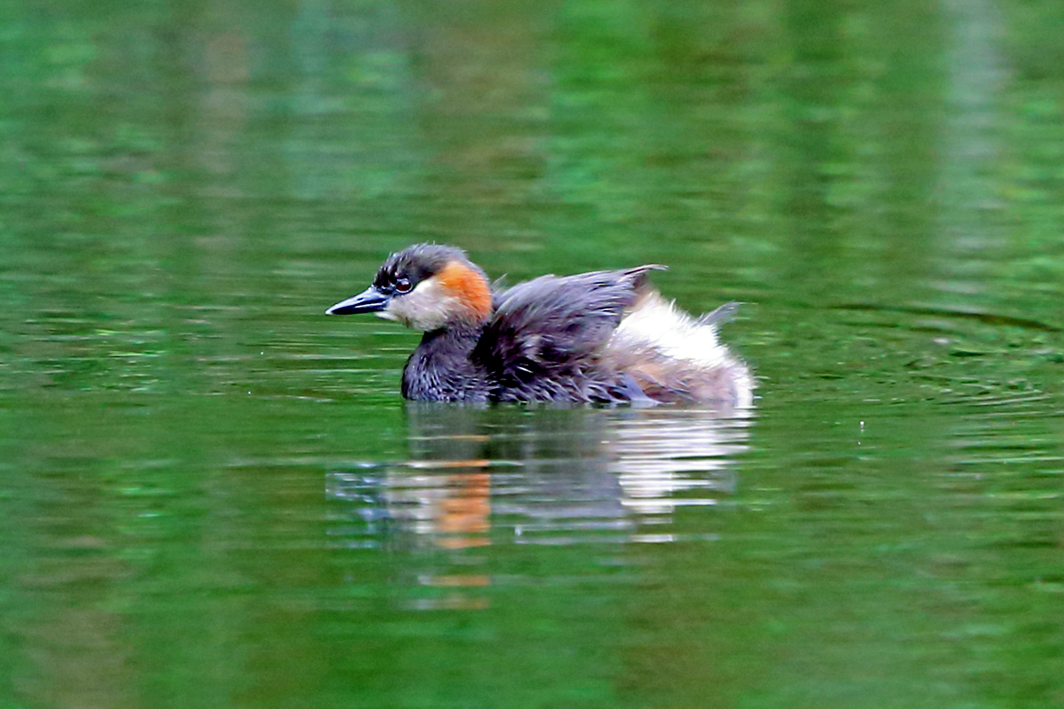 madagascar grebe