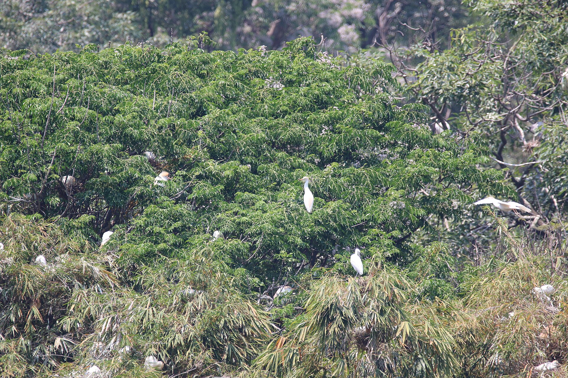 Madagascar Ibis (Madagascan ibis)
