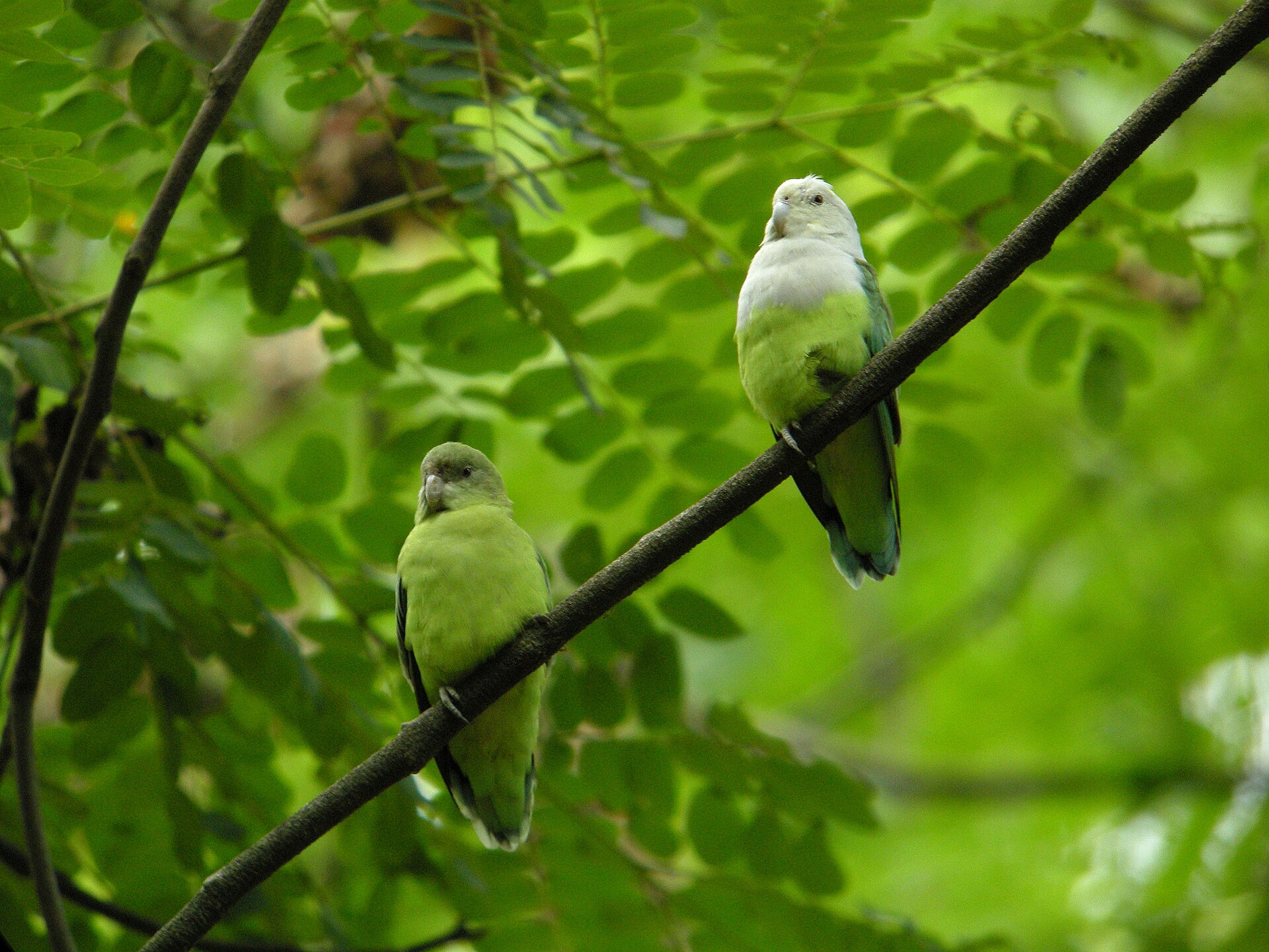 Madagascar Lovebird (Agapornis canus)