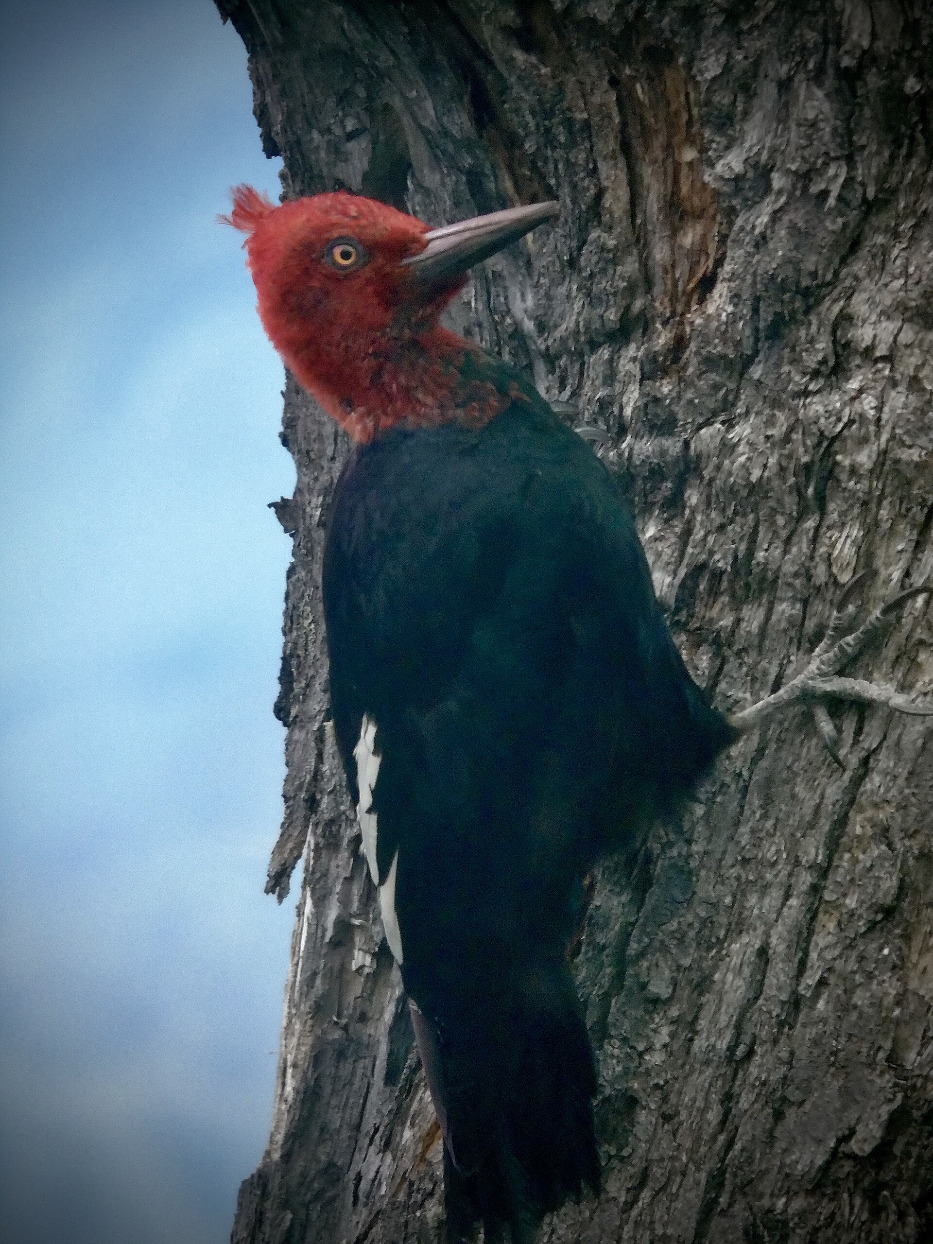 Magellanic Woodpecker (Campephilus magellanicus)