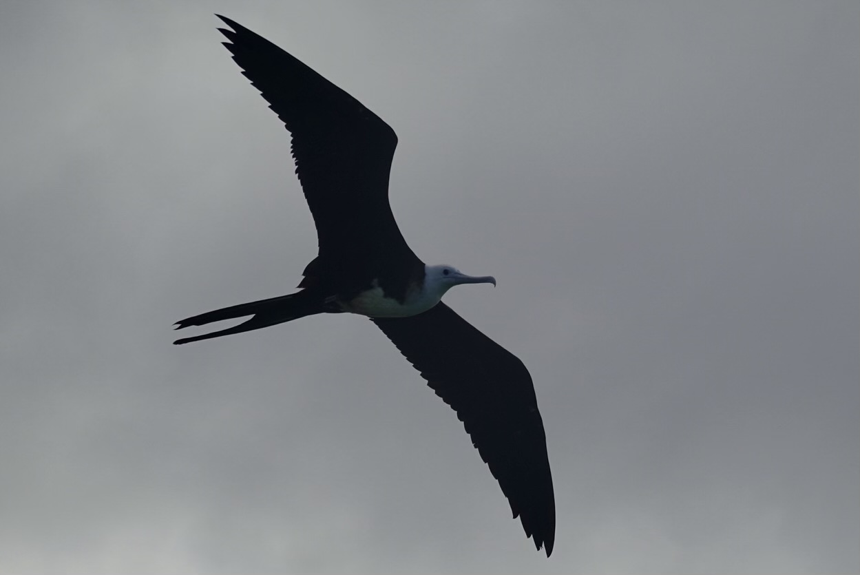 Magnificent Frigatebird Magnificent Frigatebird (Fregata magnificens)