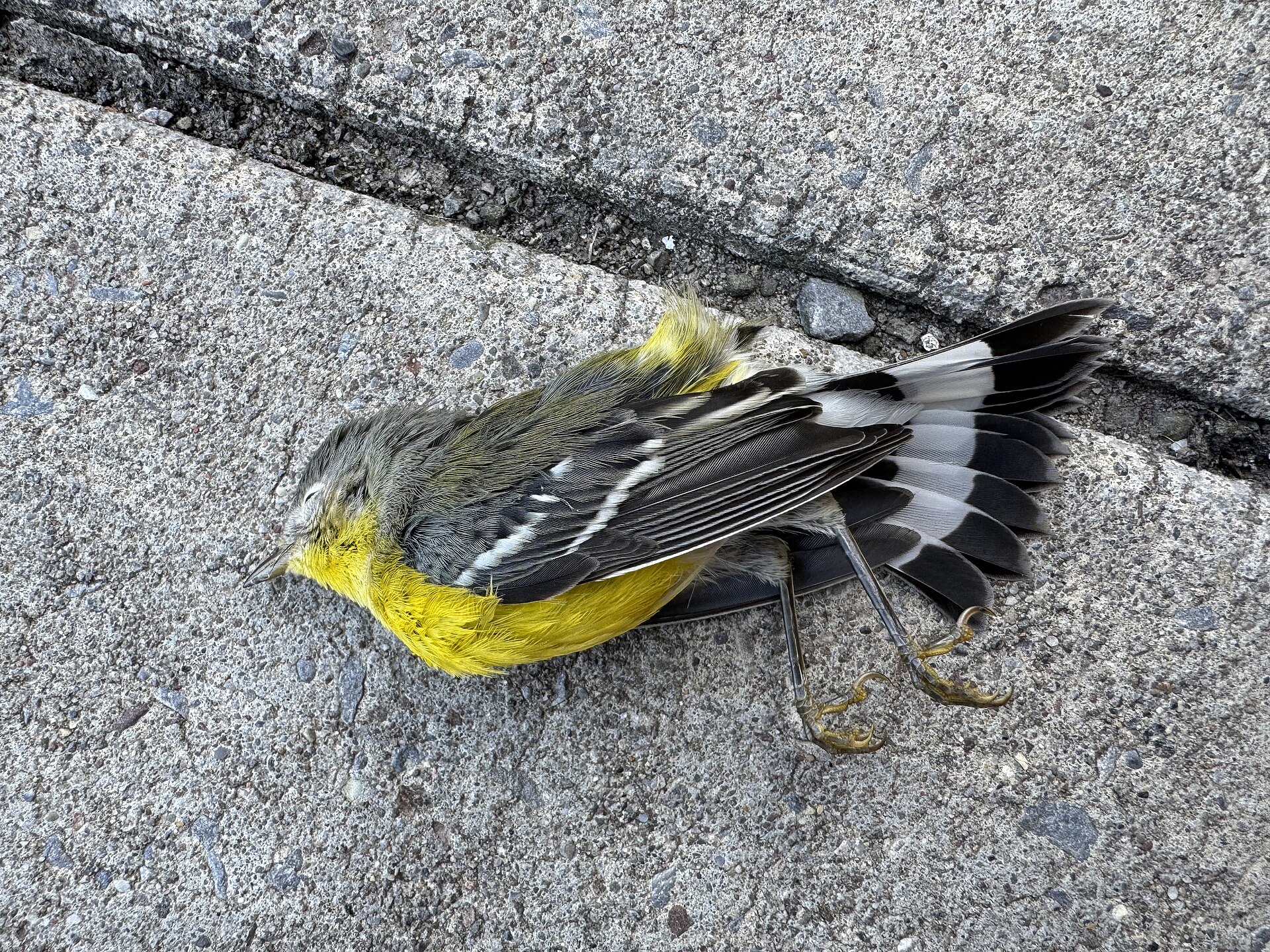 magnolia warbler