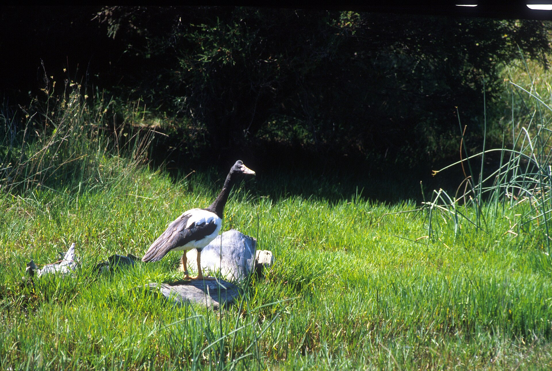 Magpie Goose (Anseranas semipalmata)